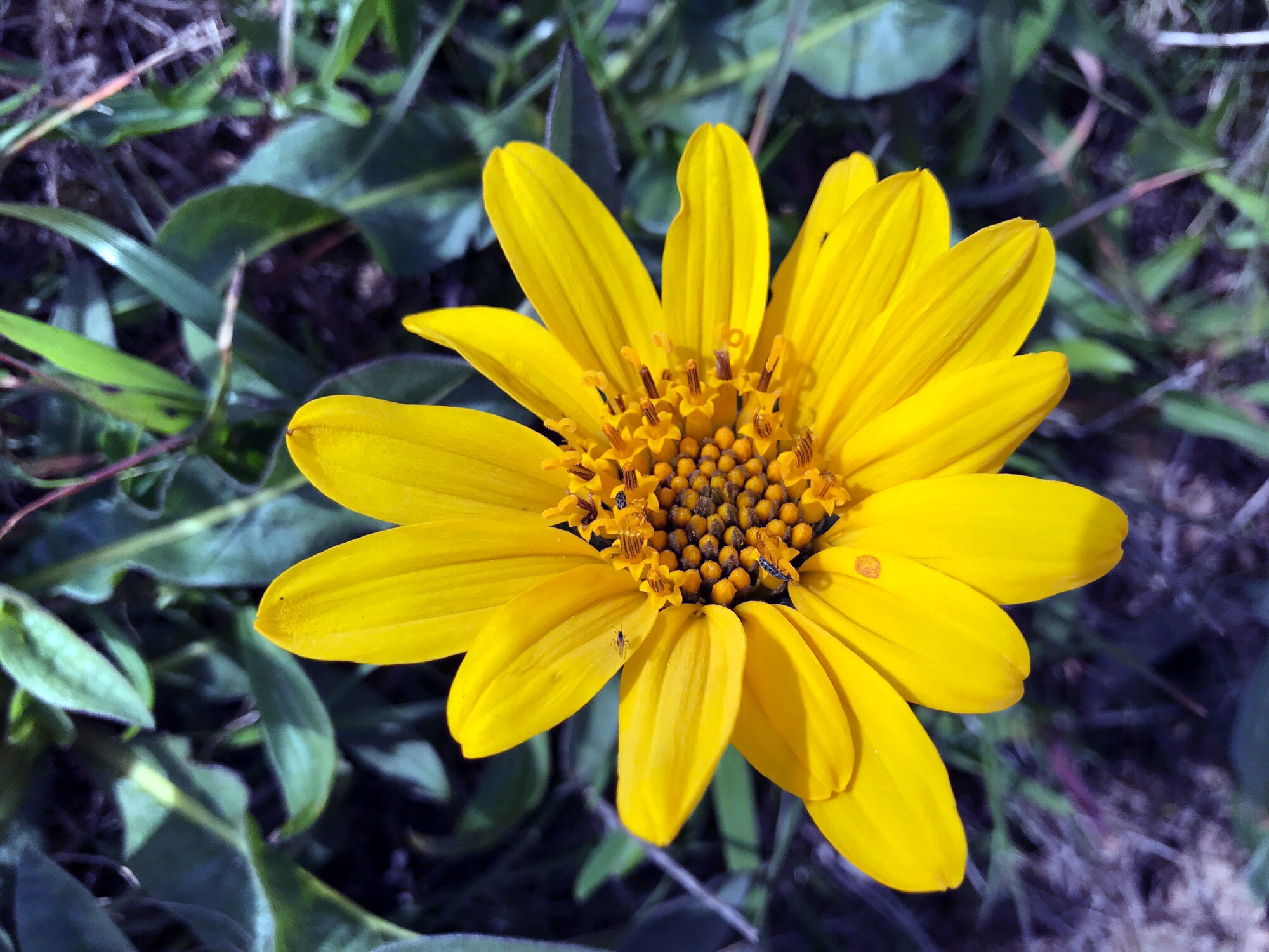 Mule's Ears (Genus Wyethia)