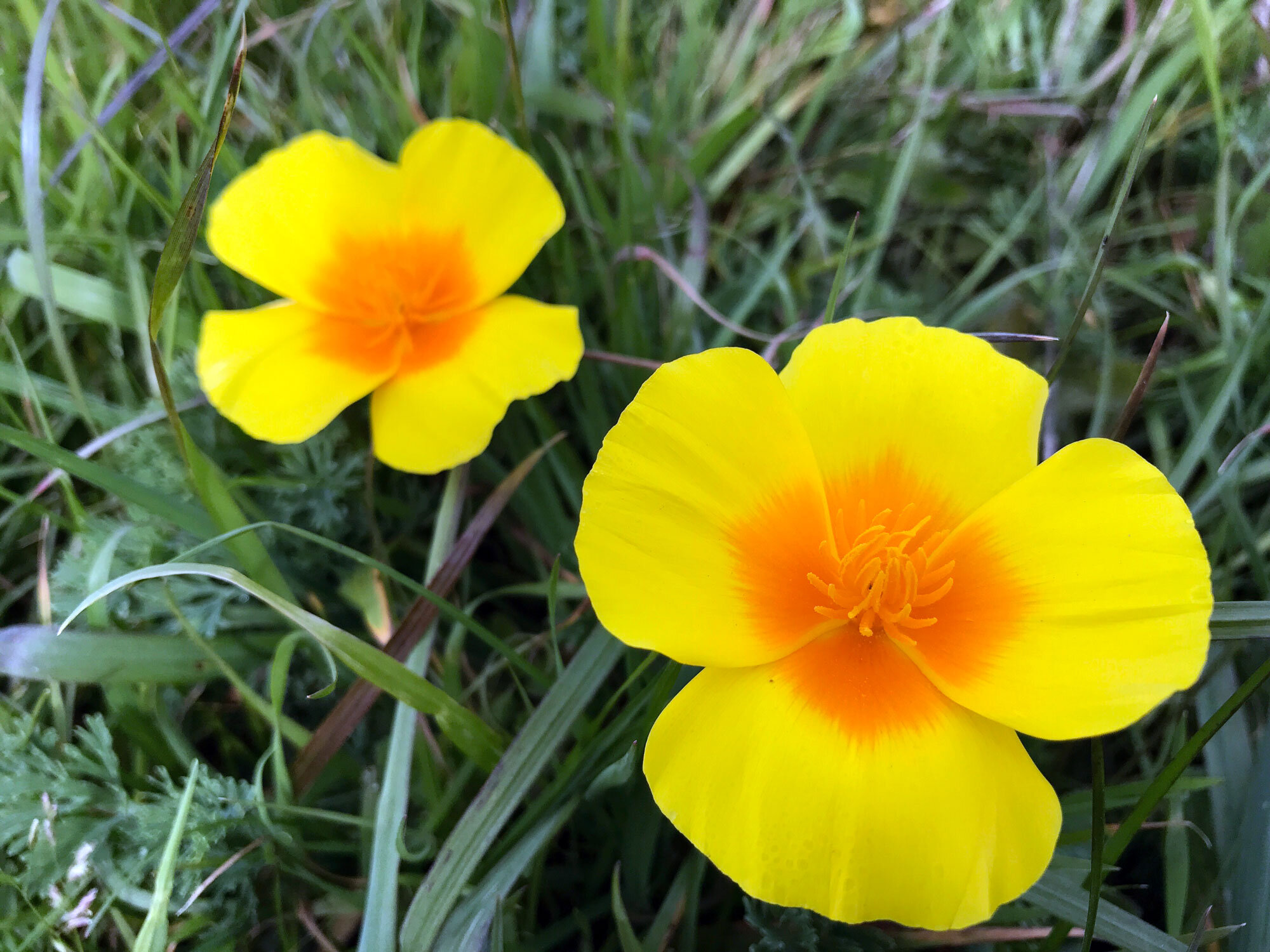 California Poppy (Eschscholzia californica)