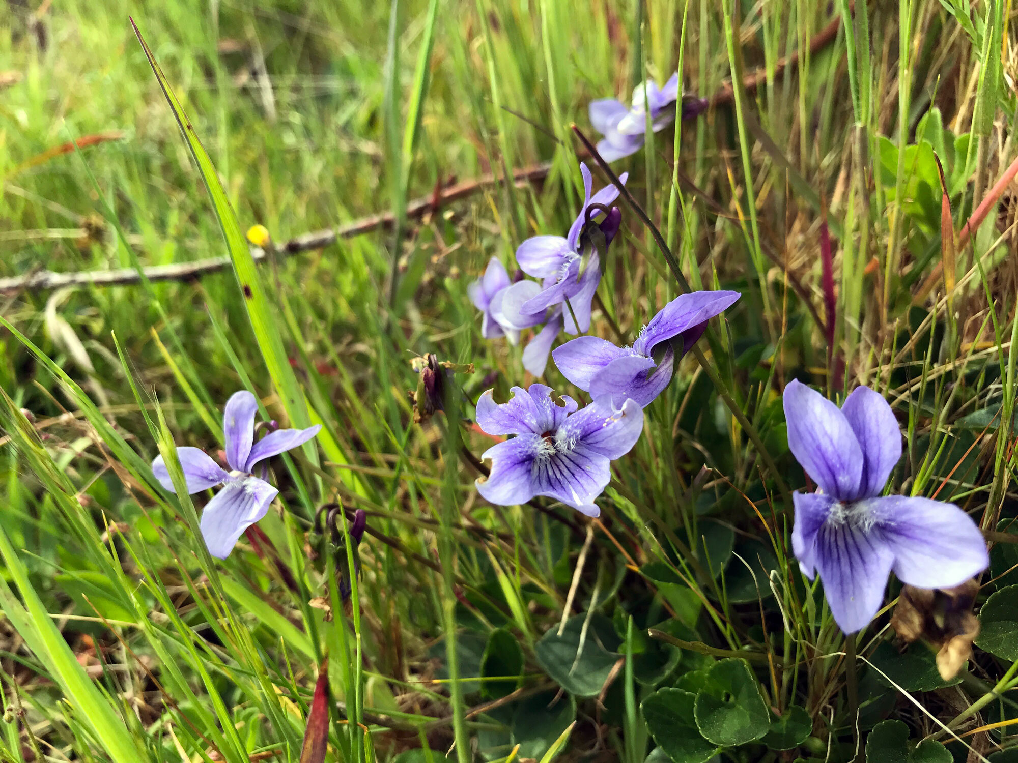 Hookedspur Violet (Viola adunca)