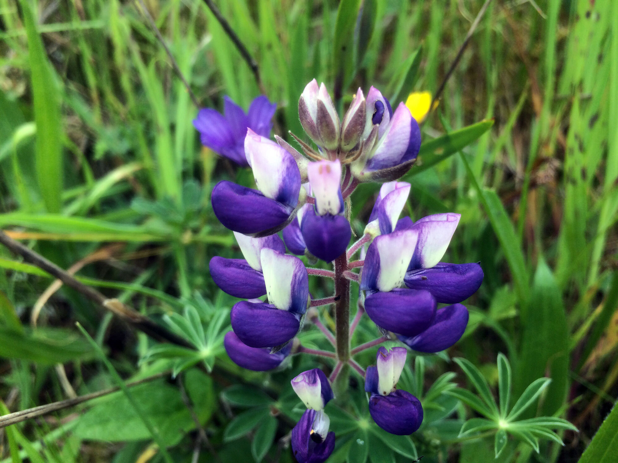 Miniature Lupine (Lupinus bicolor)