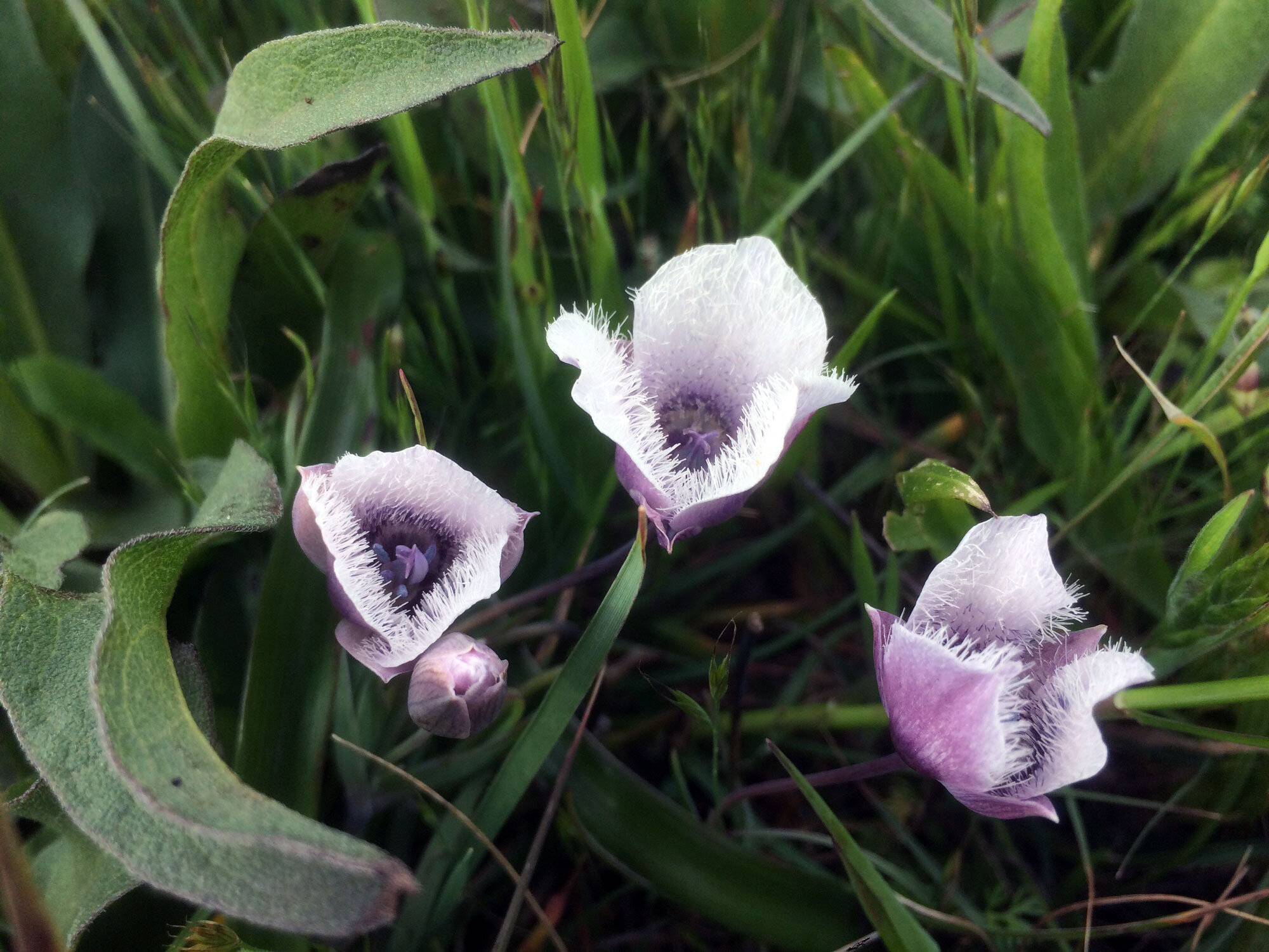 Tolmie's Pussy Ears (Calochortus tolmiei)