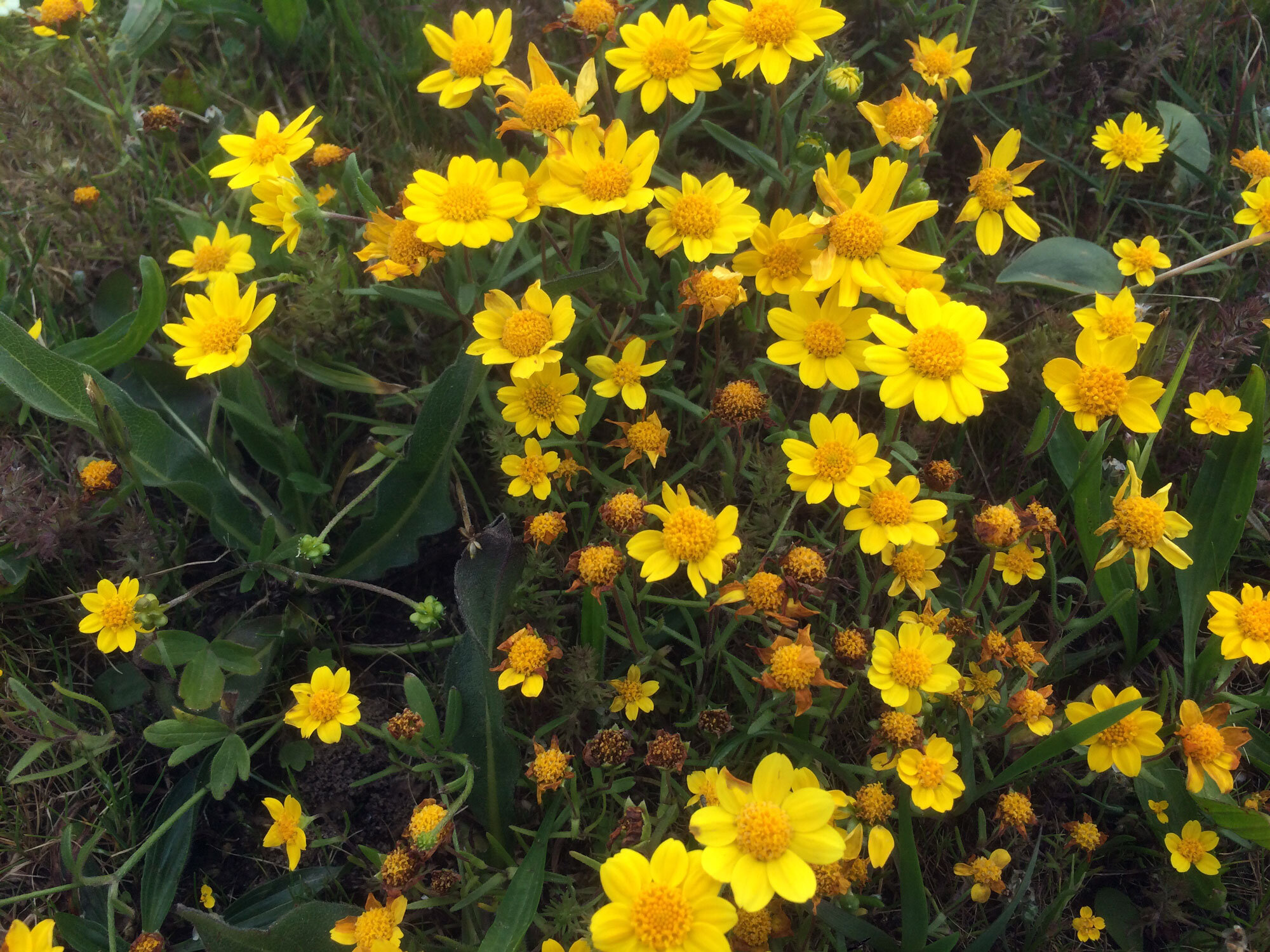  California Goldfields (Lasthenia californica)