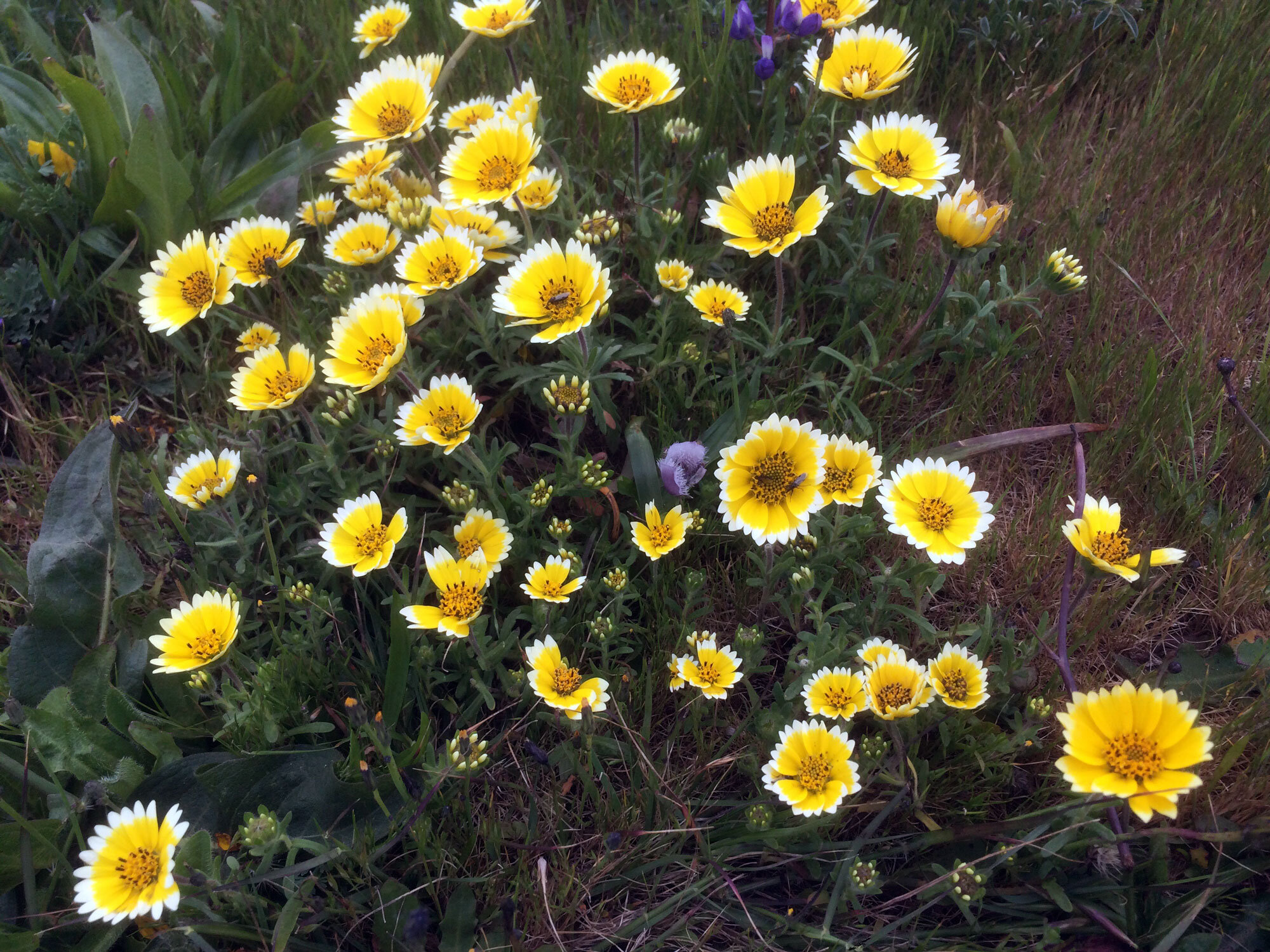 Tidy Tips (Layia platyglossa)