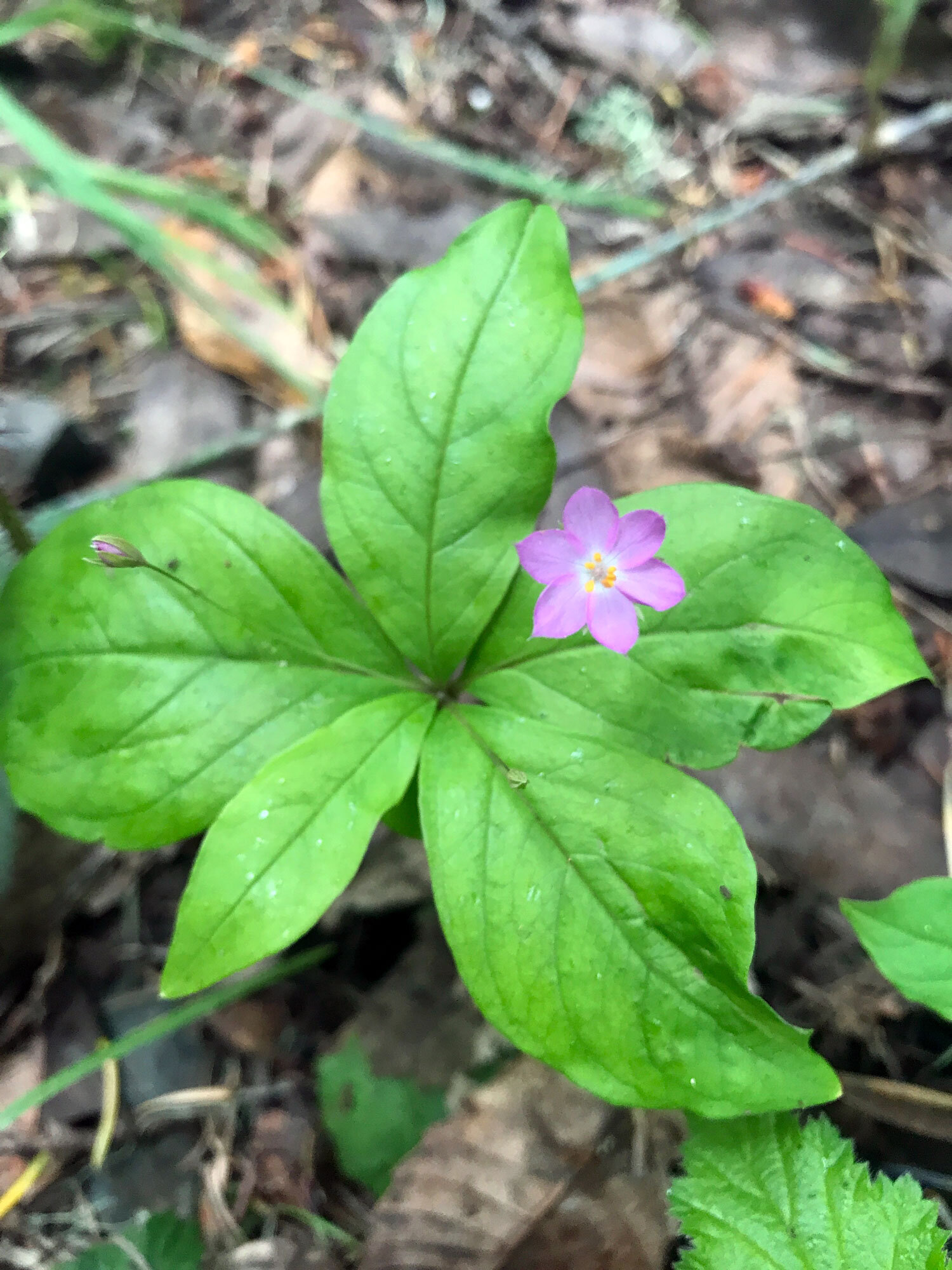 Western Star Flower (Lysimachia latifolia)