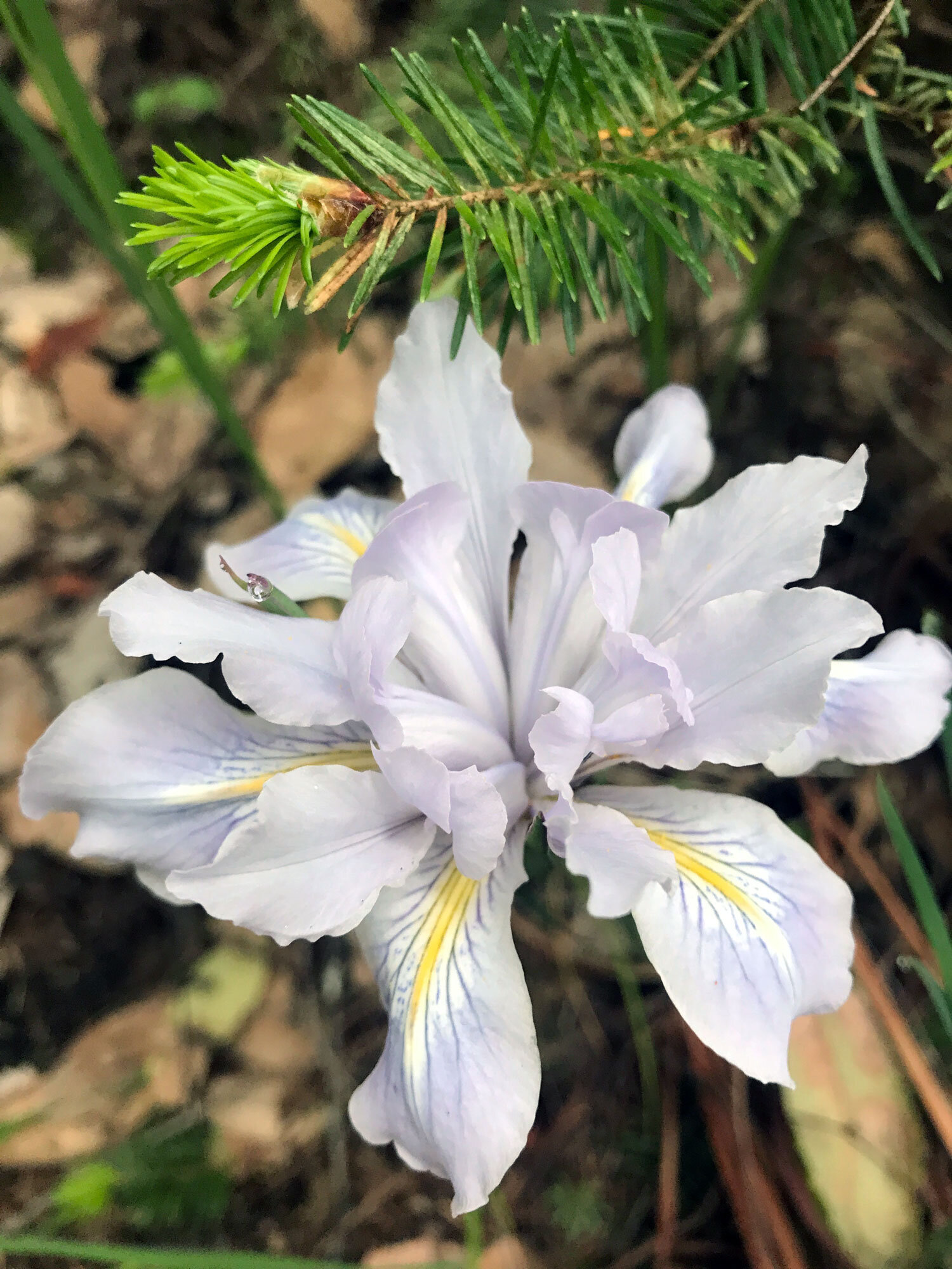 Fernald's Iris (Iris fernaldii)