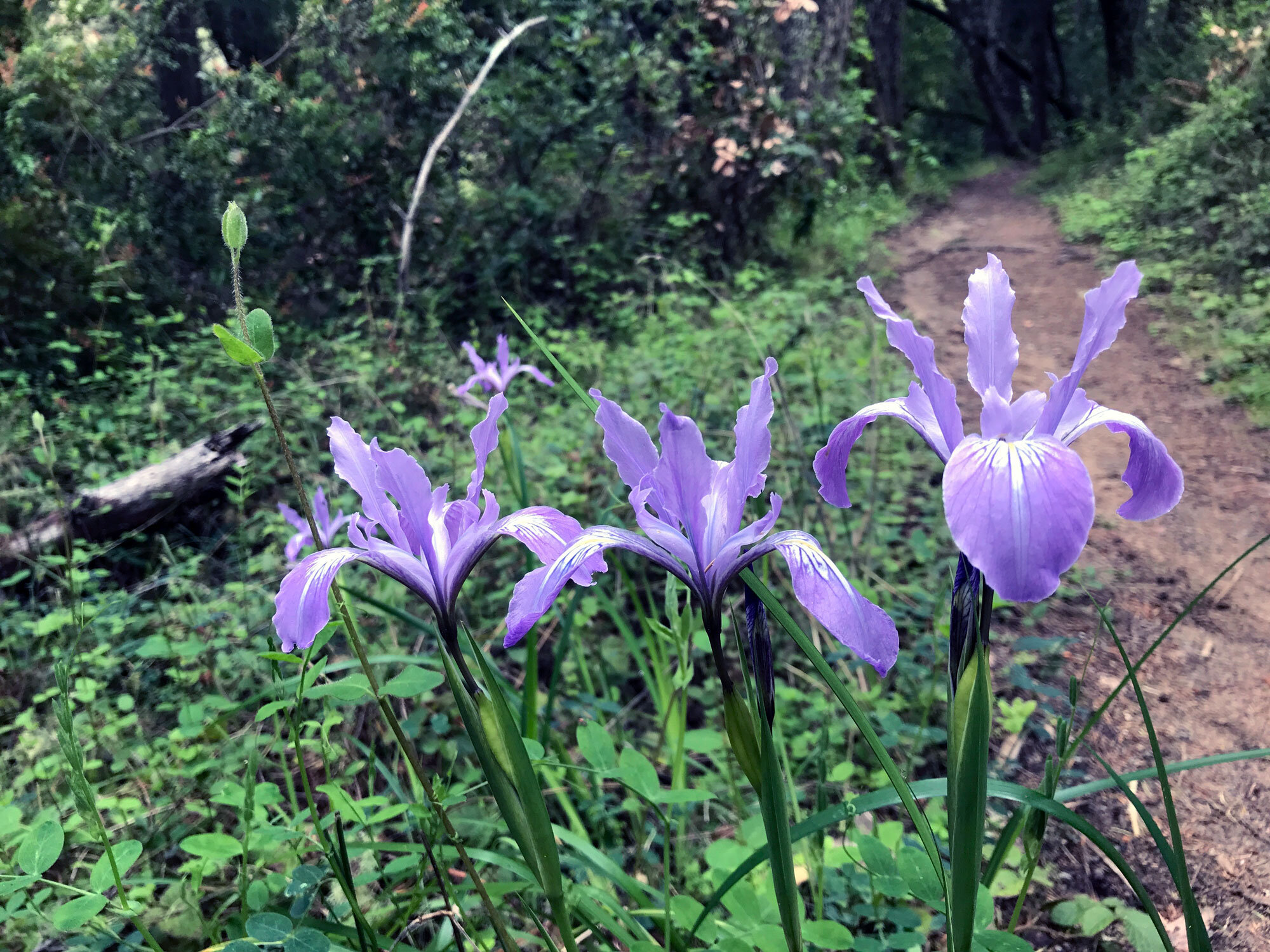 Douglas Iris (Iris douglasiana)