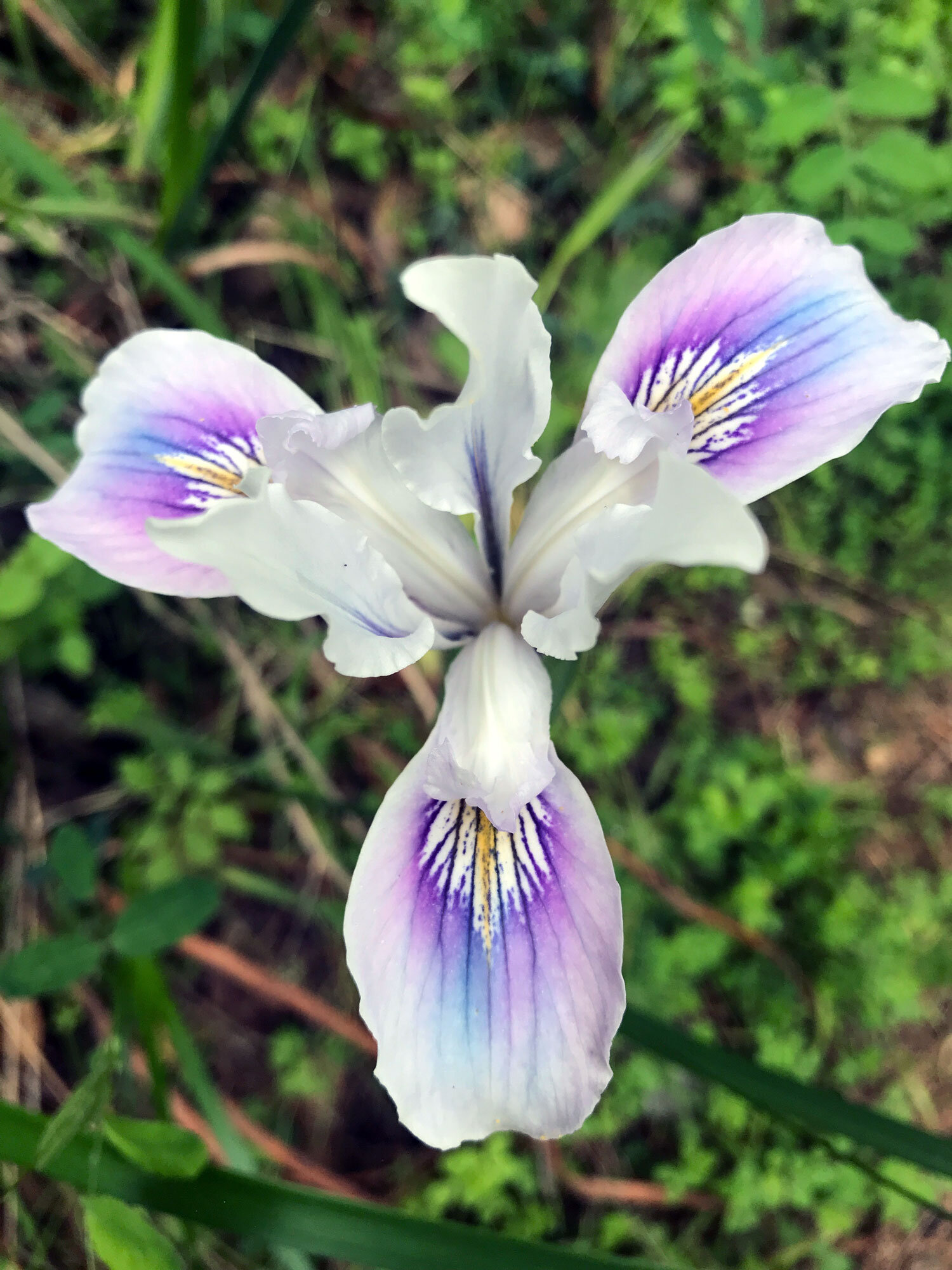 Douglas Iris (Iris douglasiana)