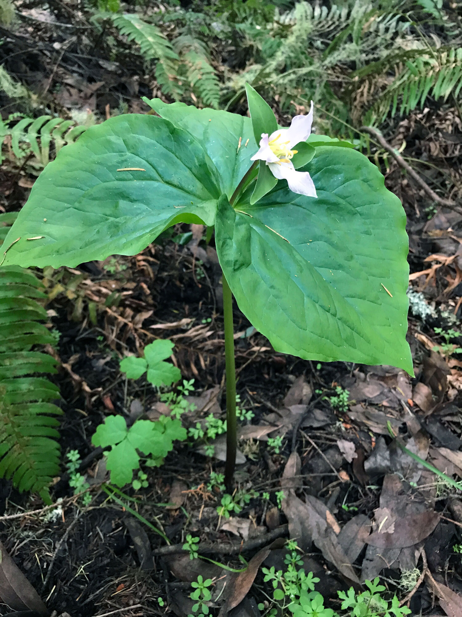 Pacific Trillium (Trillium ovatum)