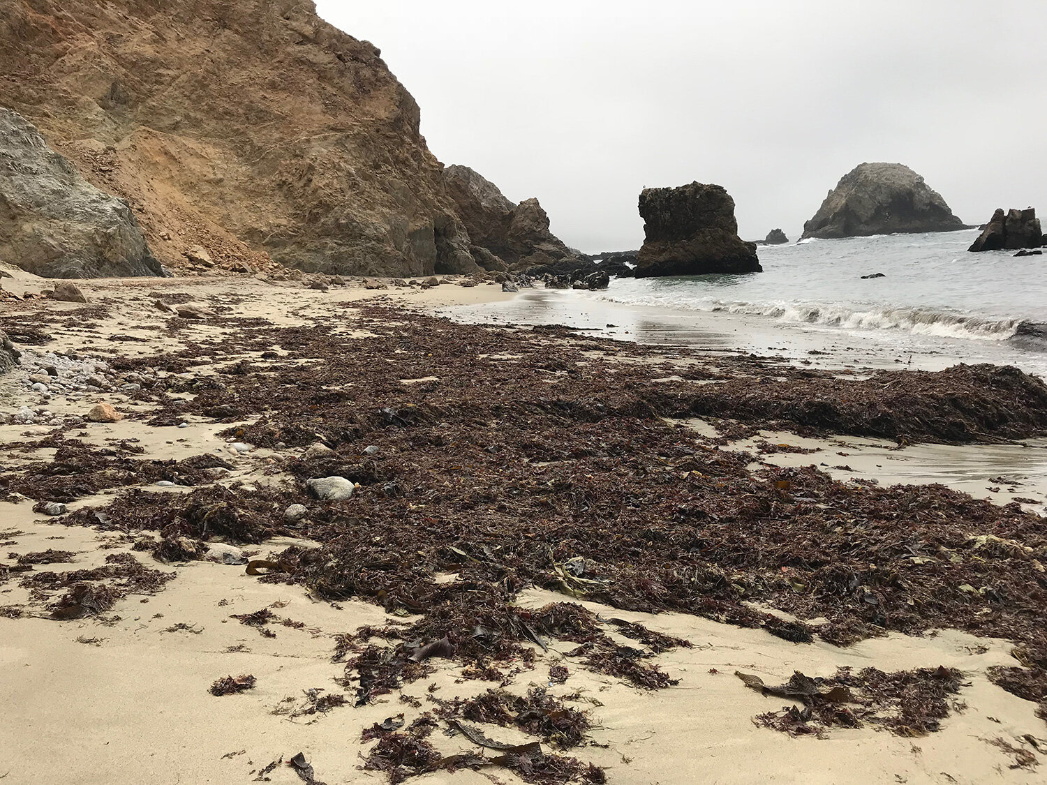 seaweed covers the beach