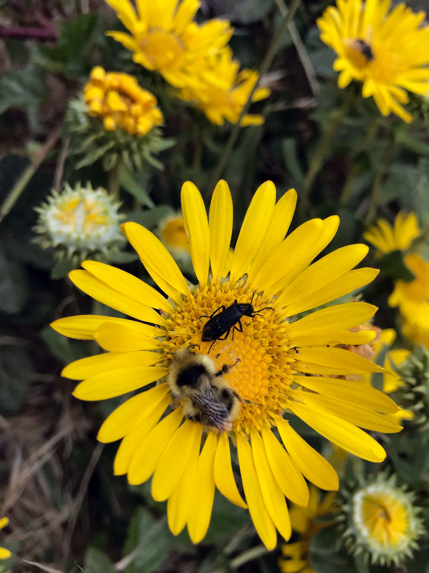 Black-notched Bumble Bee (Bombus bifarius)