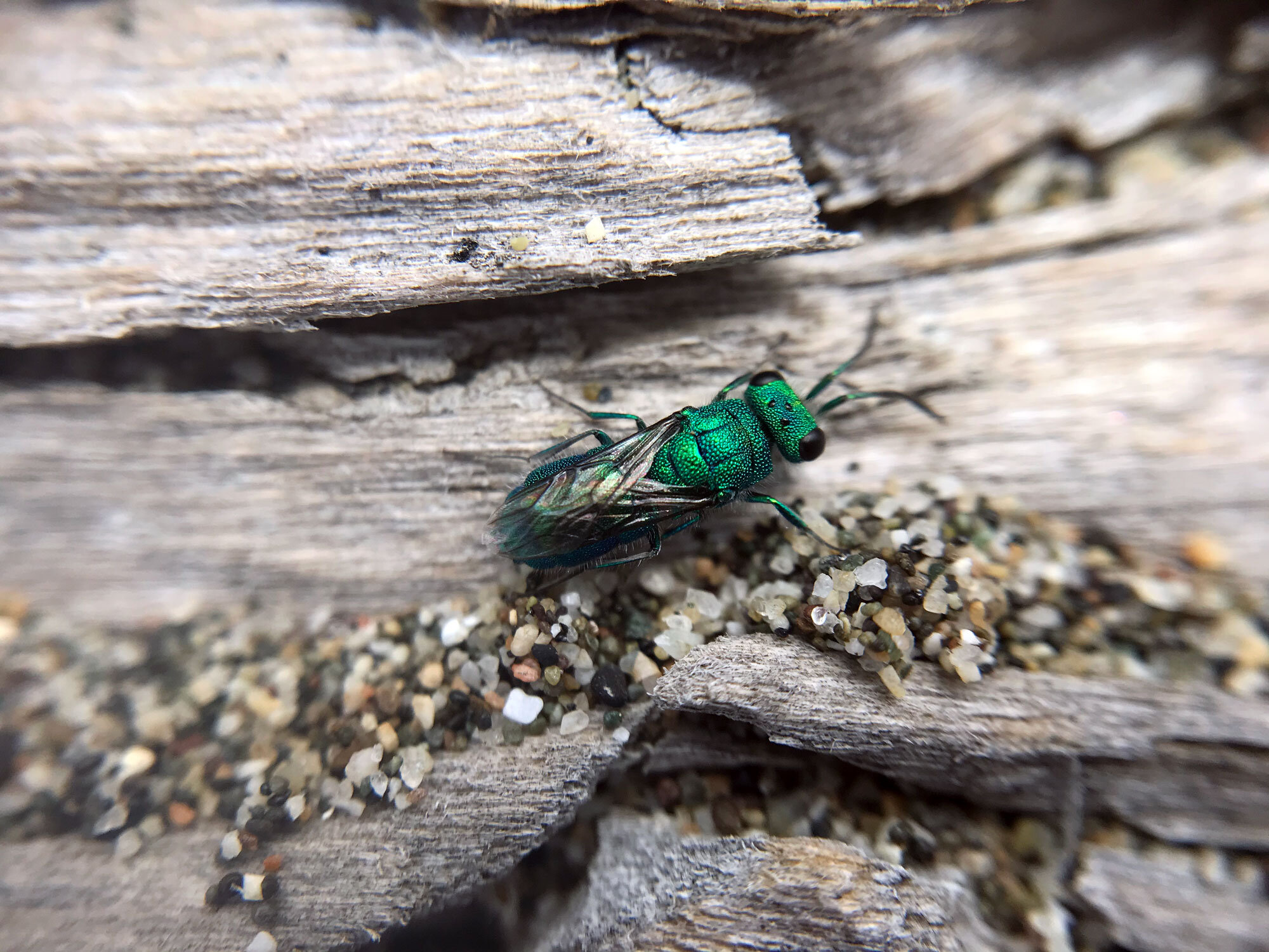 Cuckoo Wasps Family Chrysididae