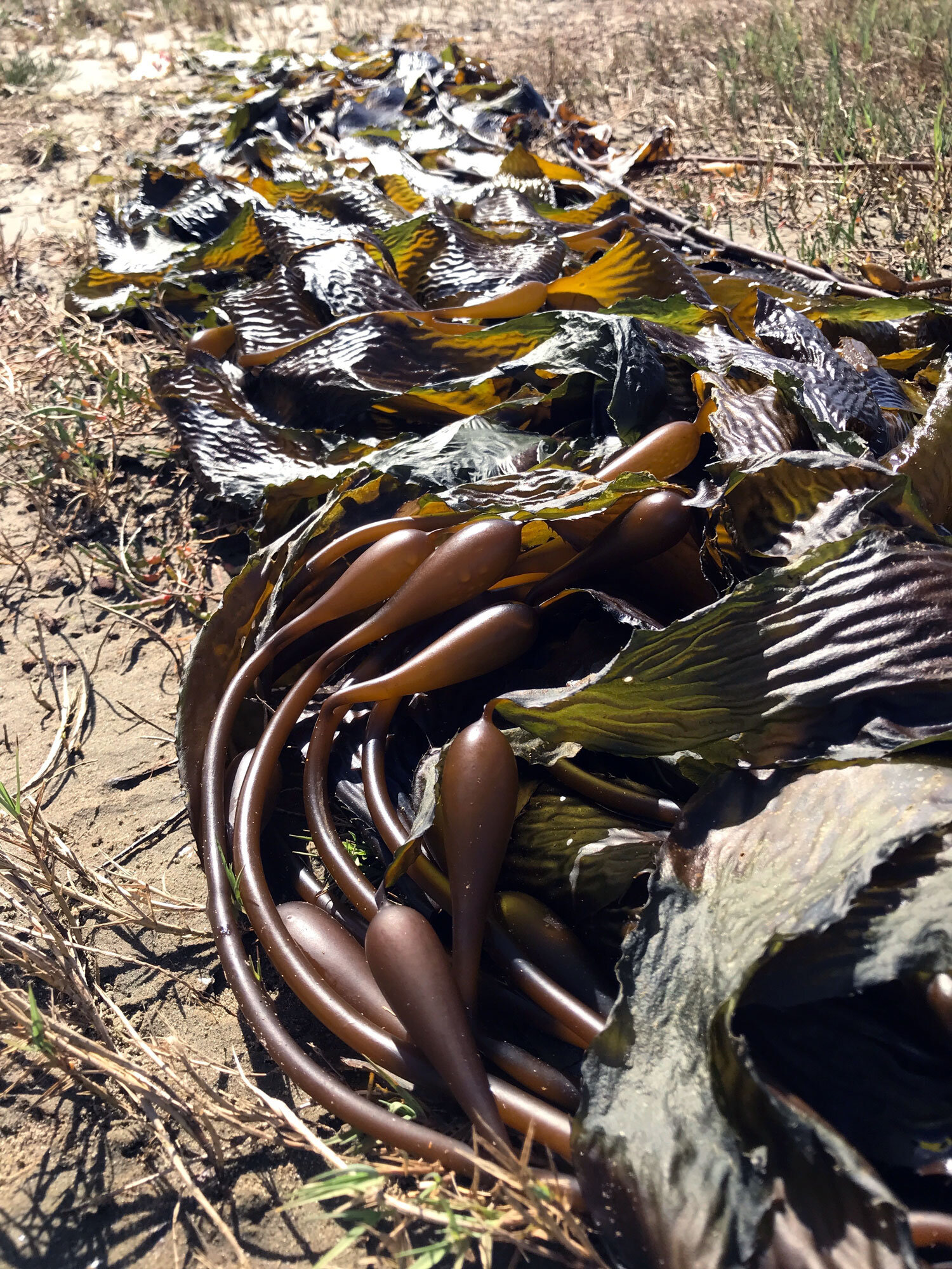 Giant Kelp (Macrocystis pyrifera) (Copy)