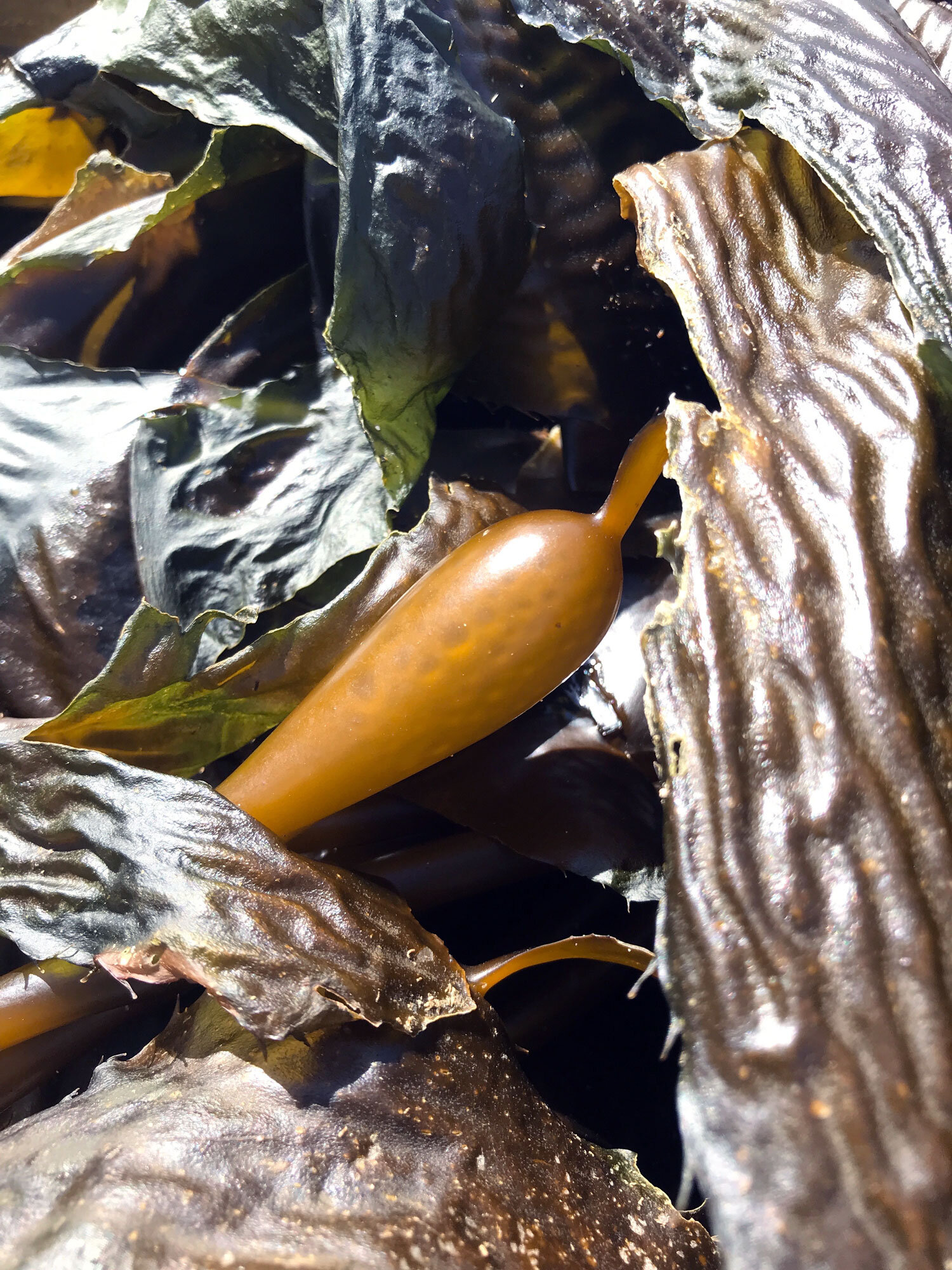 Giant Kelp (Macrocystis pyrifera)