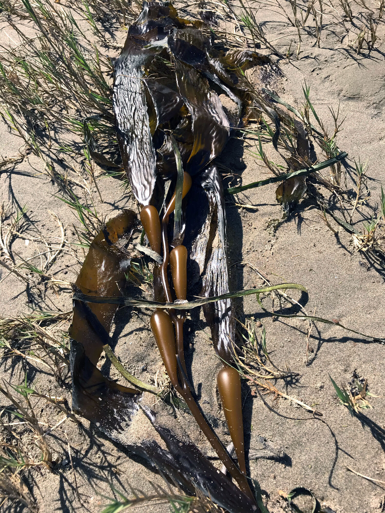 Giant Kelp (Macrocystis pyrifera)