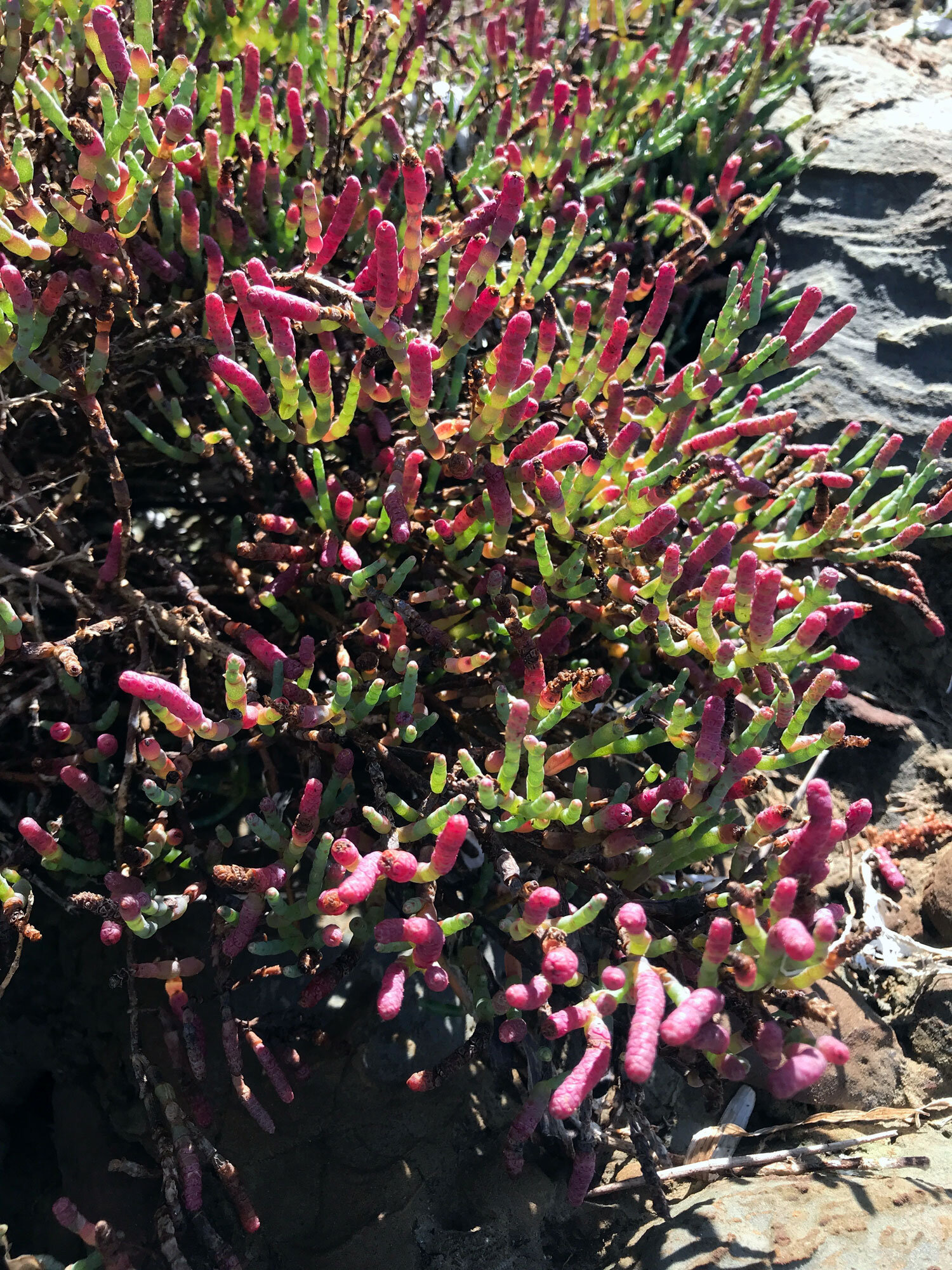 Pacific Glasswort (Salicornia pacifica)