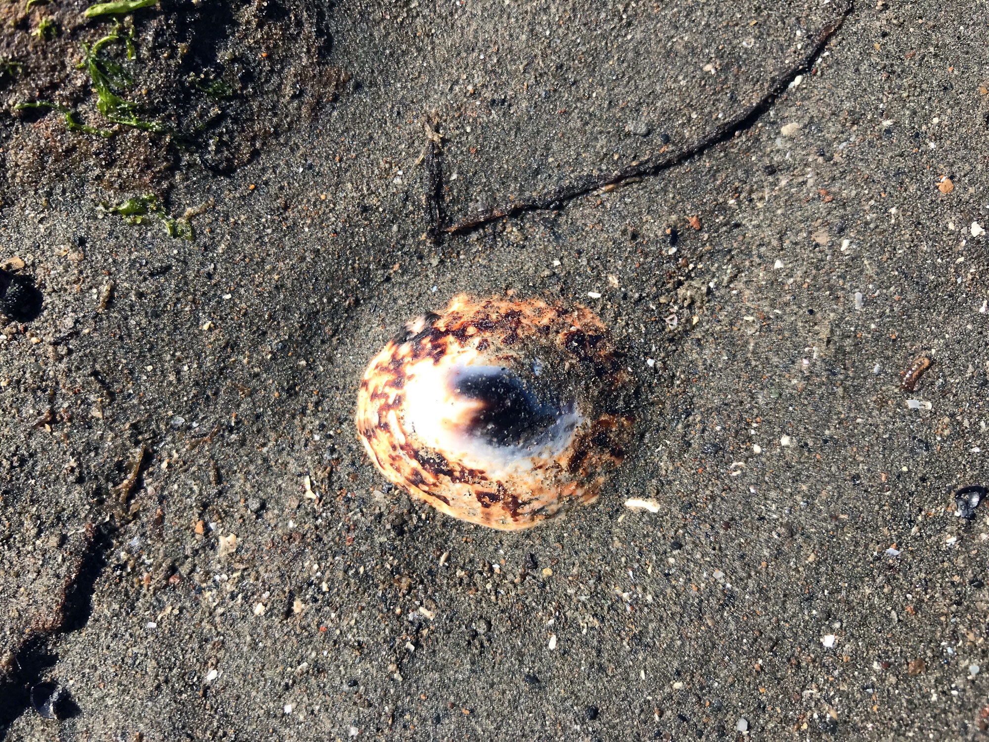 Plate Limpet (Lottia scutum)