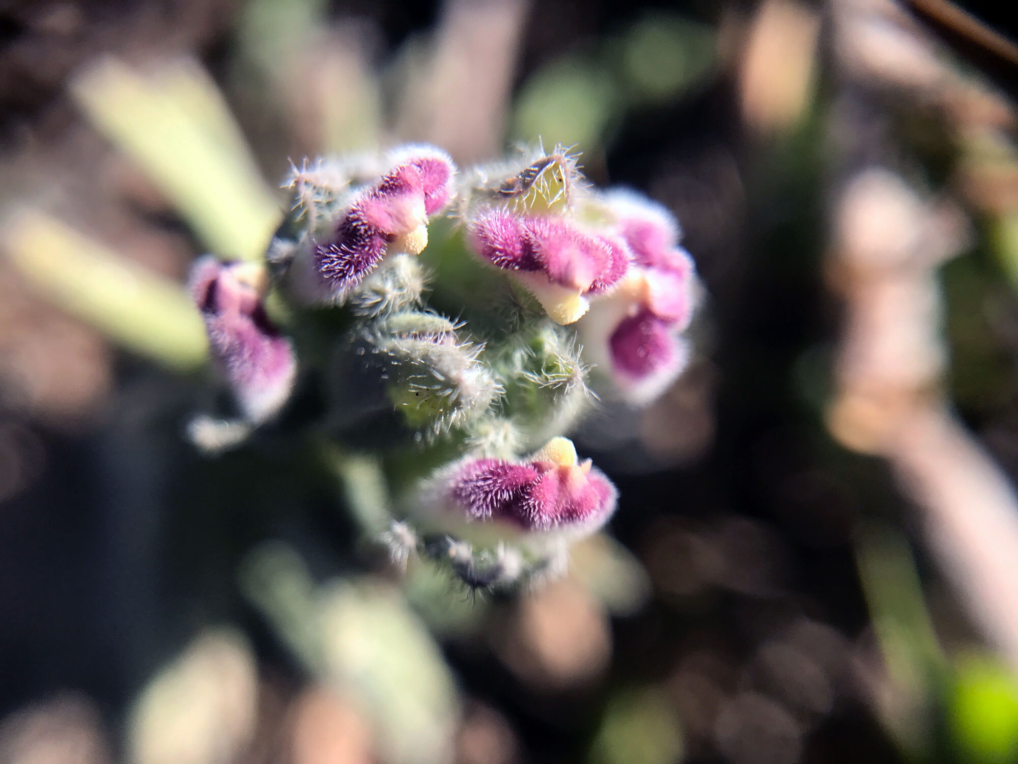 Salt Marsh Bird's Beak (Chloropyron maritimum) (Copy)