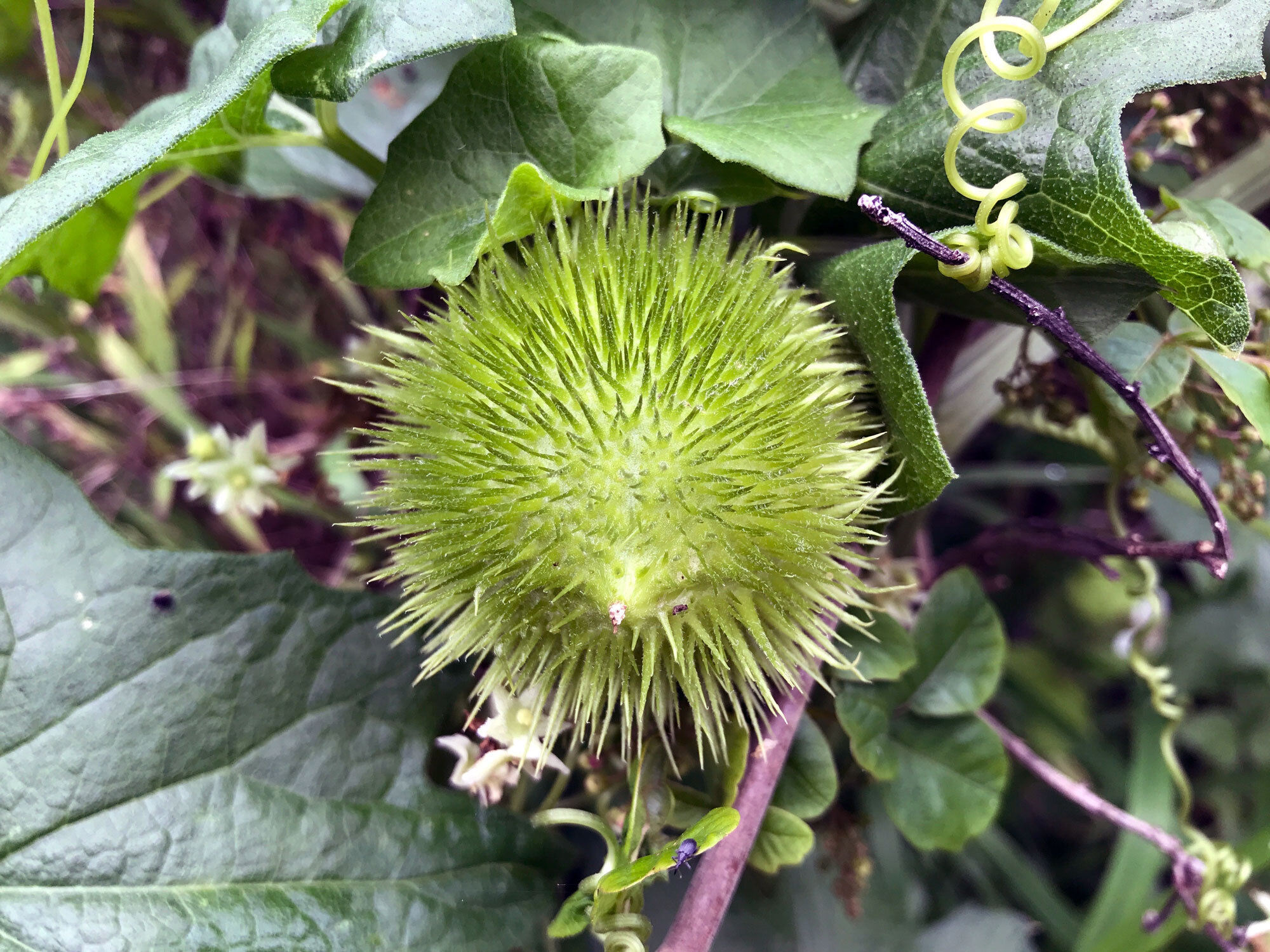 California Manroot (Marah fabacean)