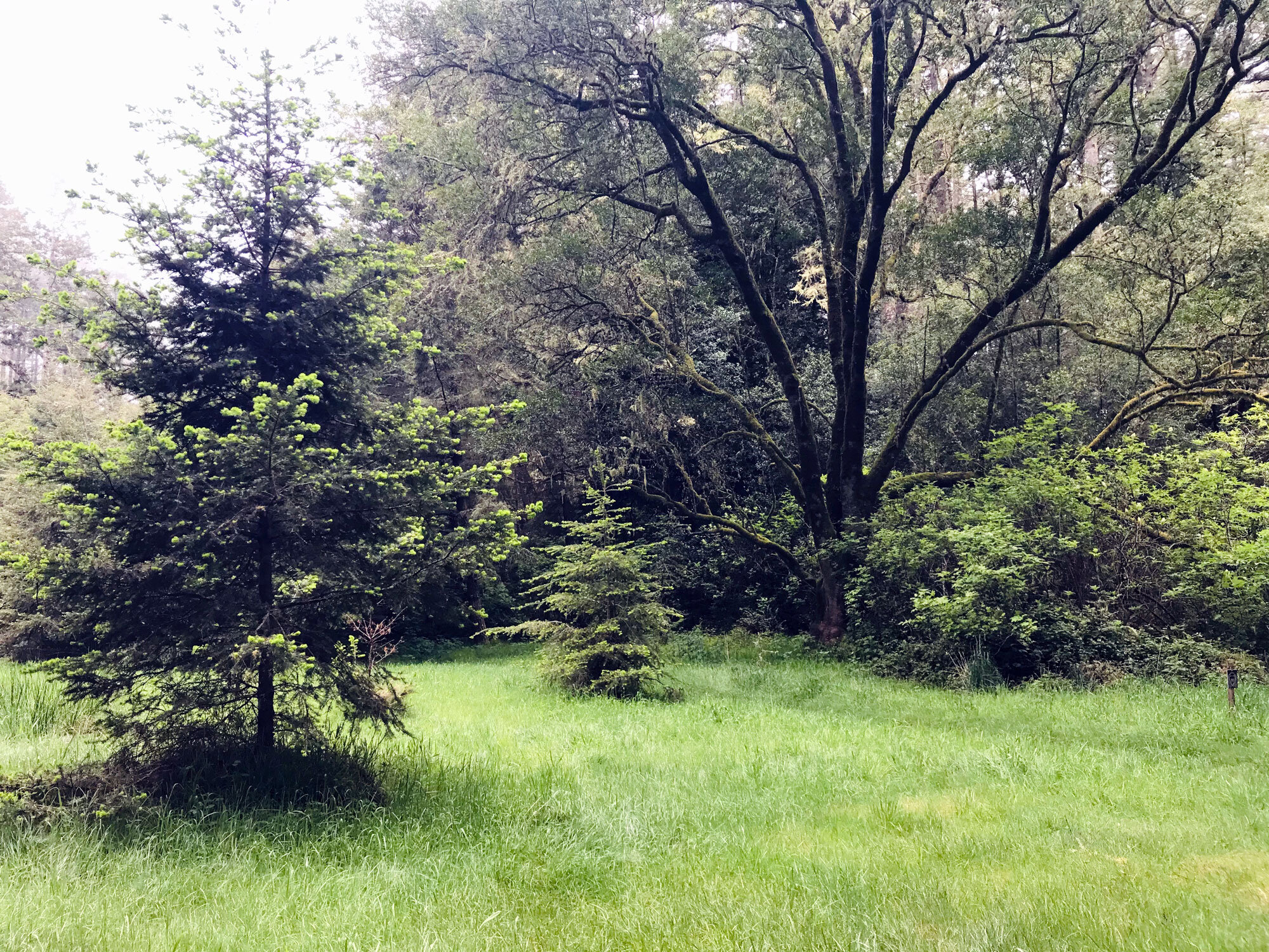 meadow at intersection with Sky Trail 