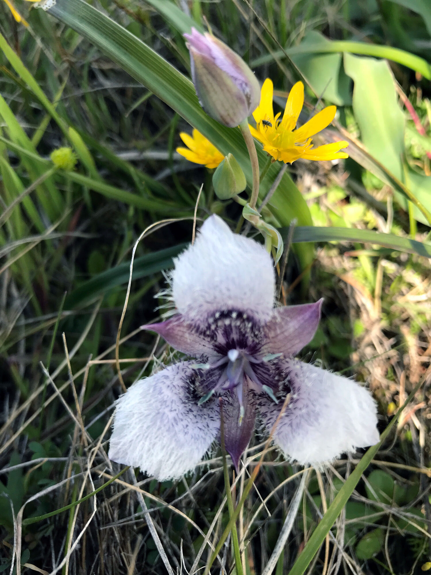 Tolmie's Pussy Ears (Calochortus tolmiei)