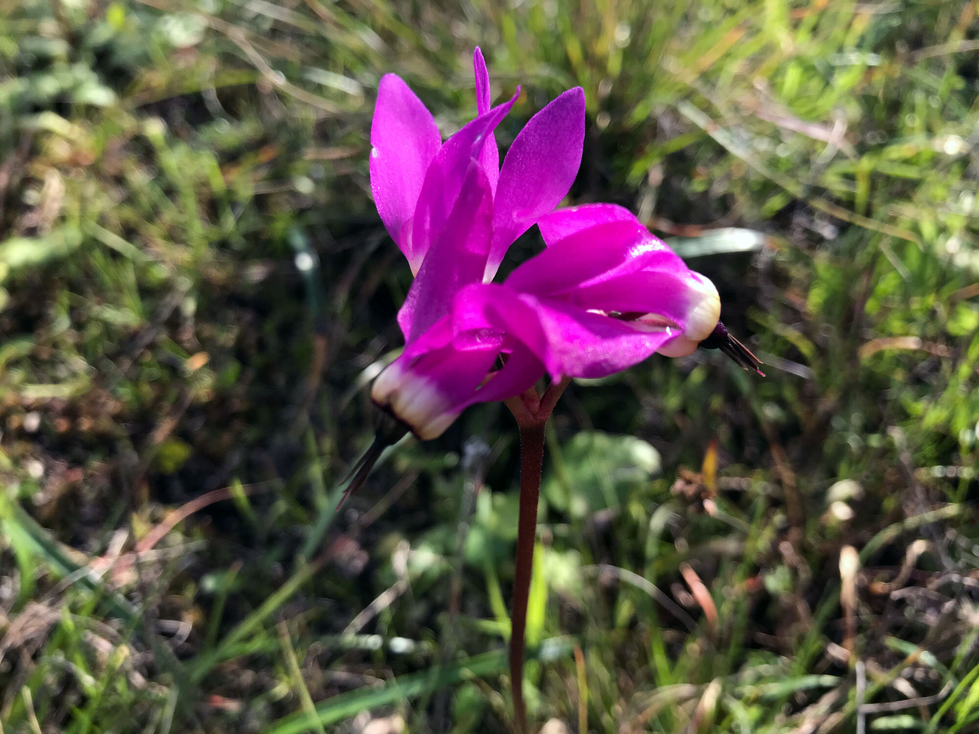 Henderson's Shooting Star (Primula hendersonii)