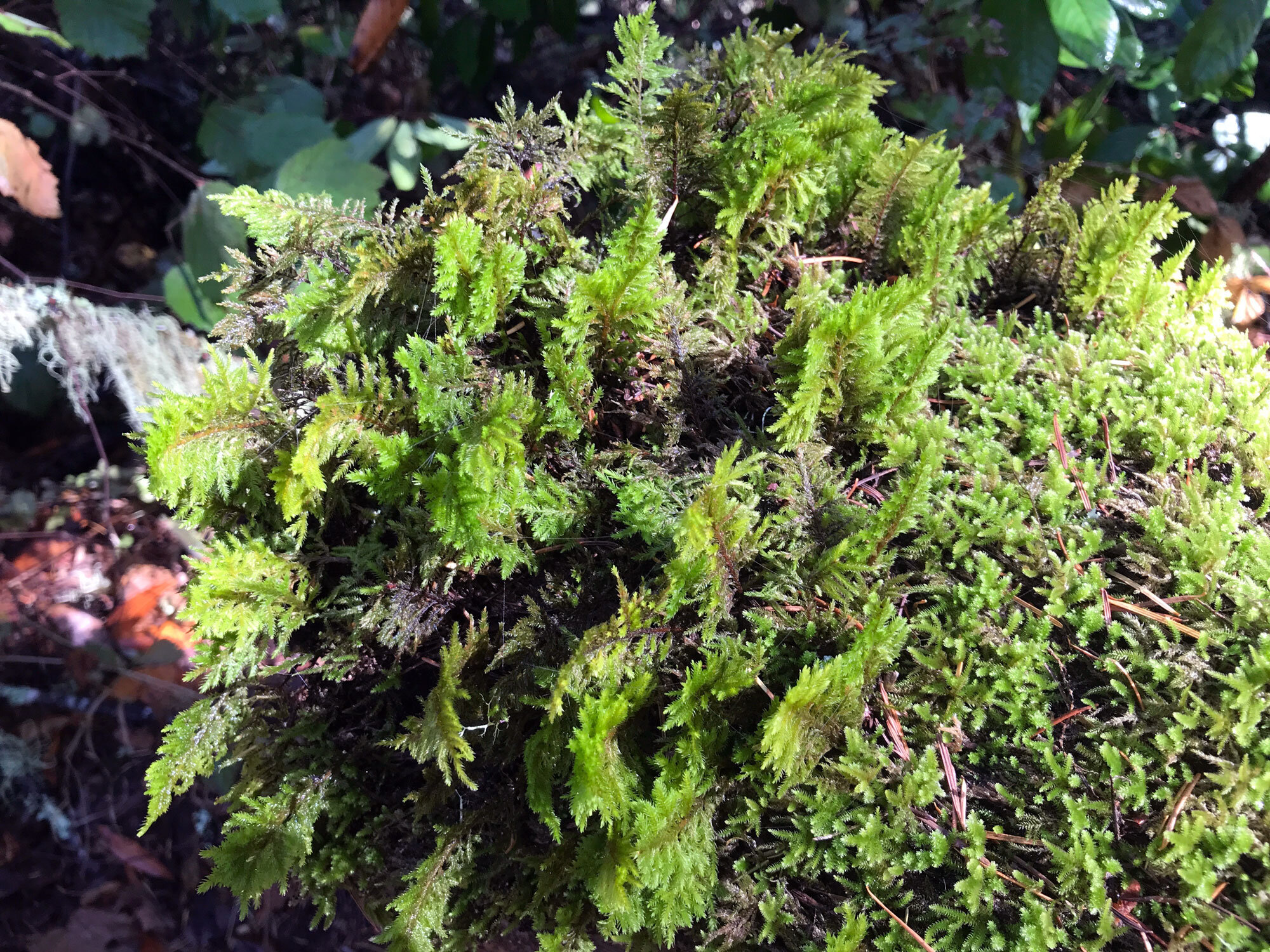 Dendroalsia Moss (Dendroalsia abietina)