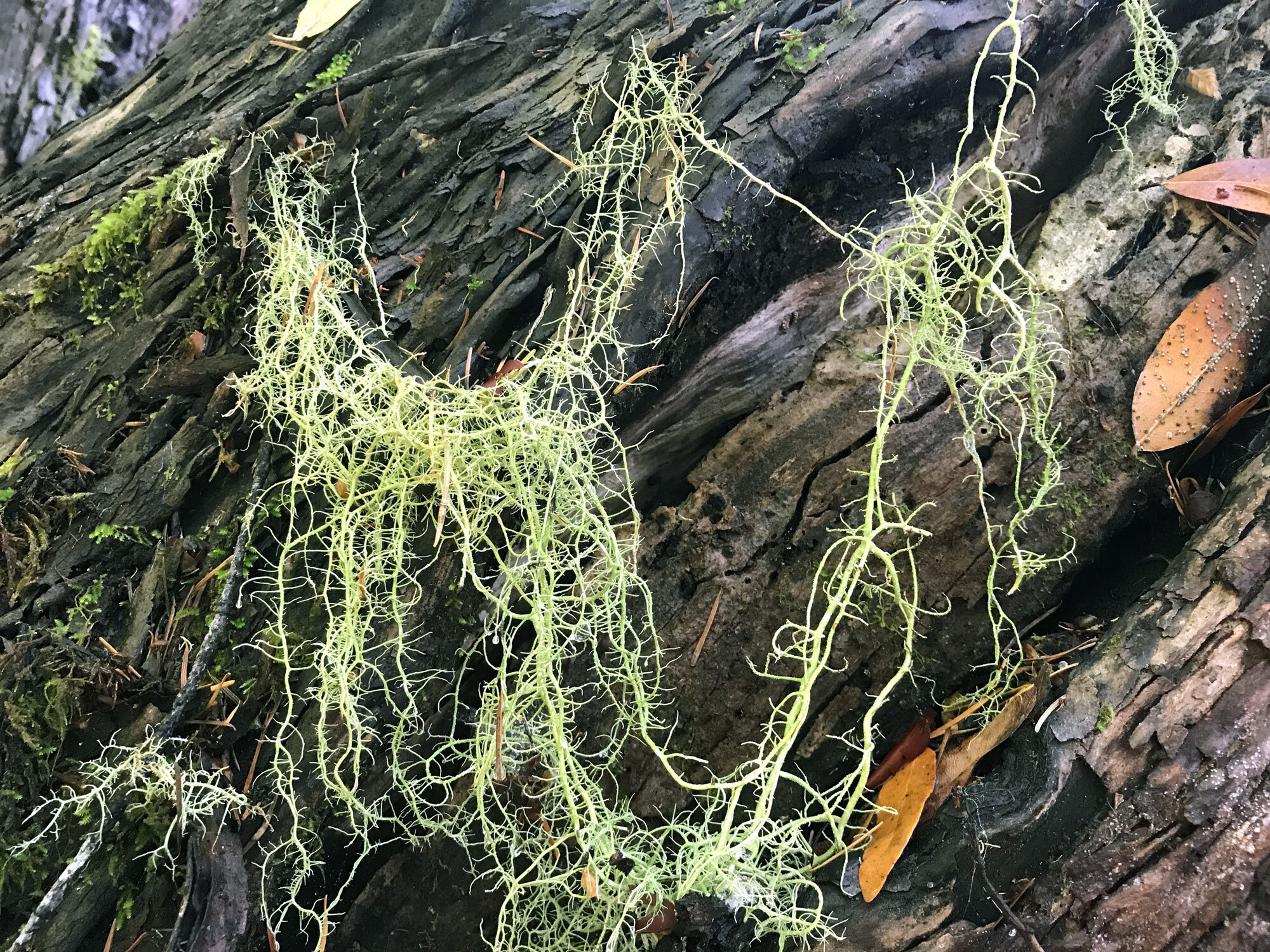 Beard Lichens (Genus Usnea)