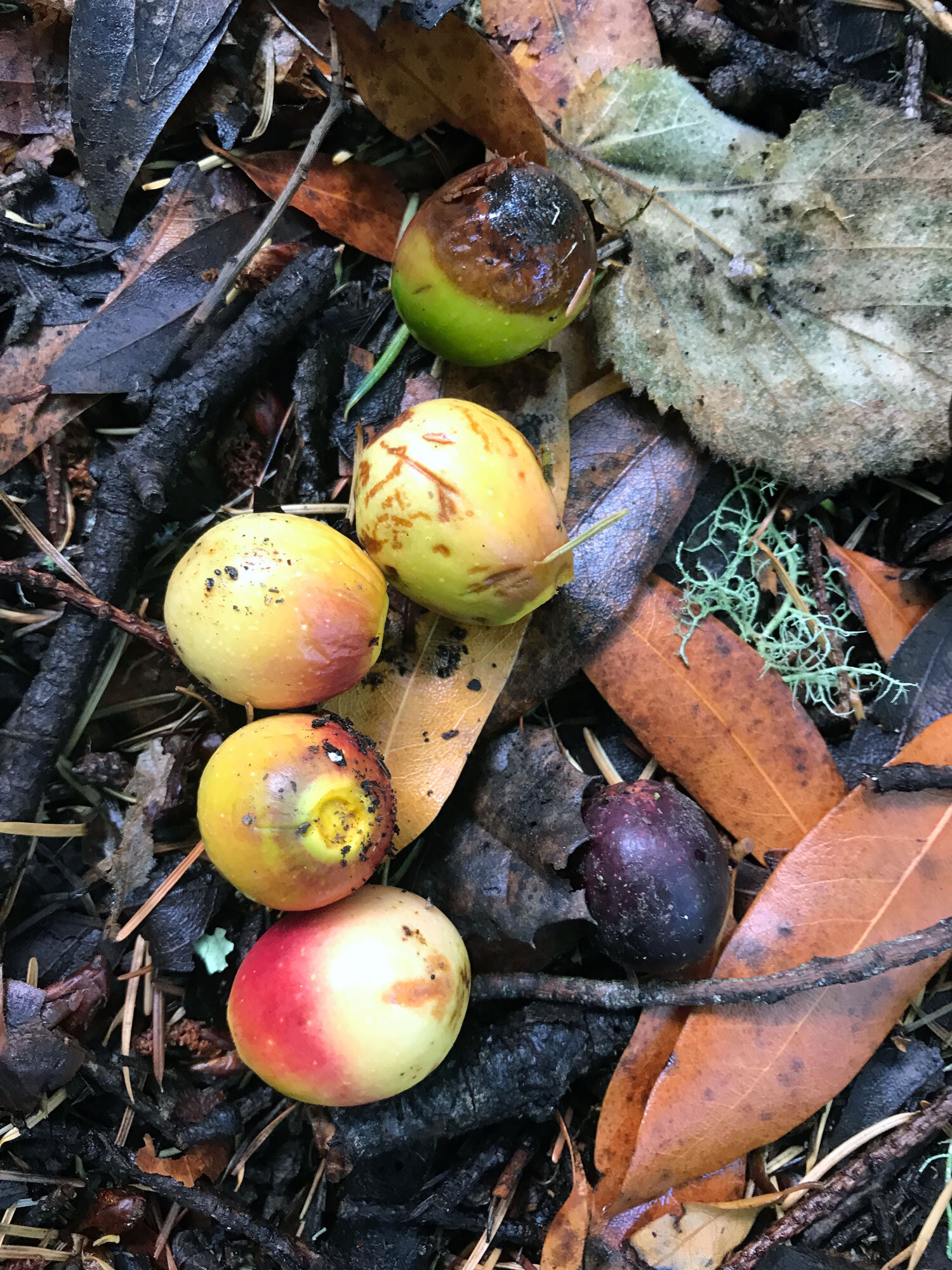 California Bay (Umbellularia californica)