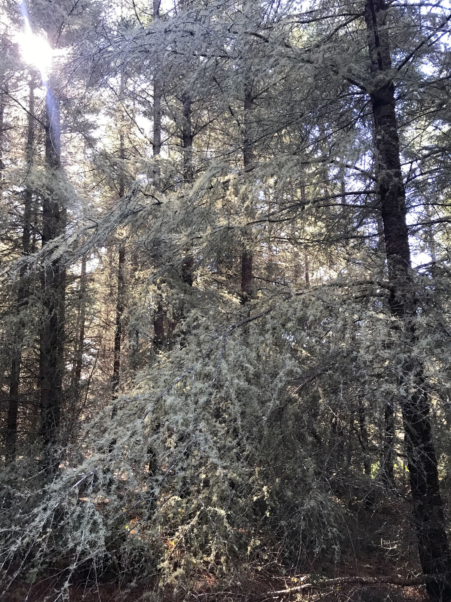 "frost" lichen-covered firs