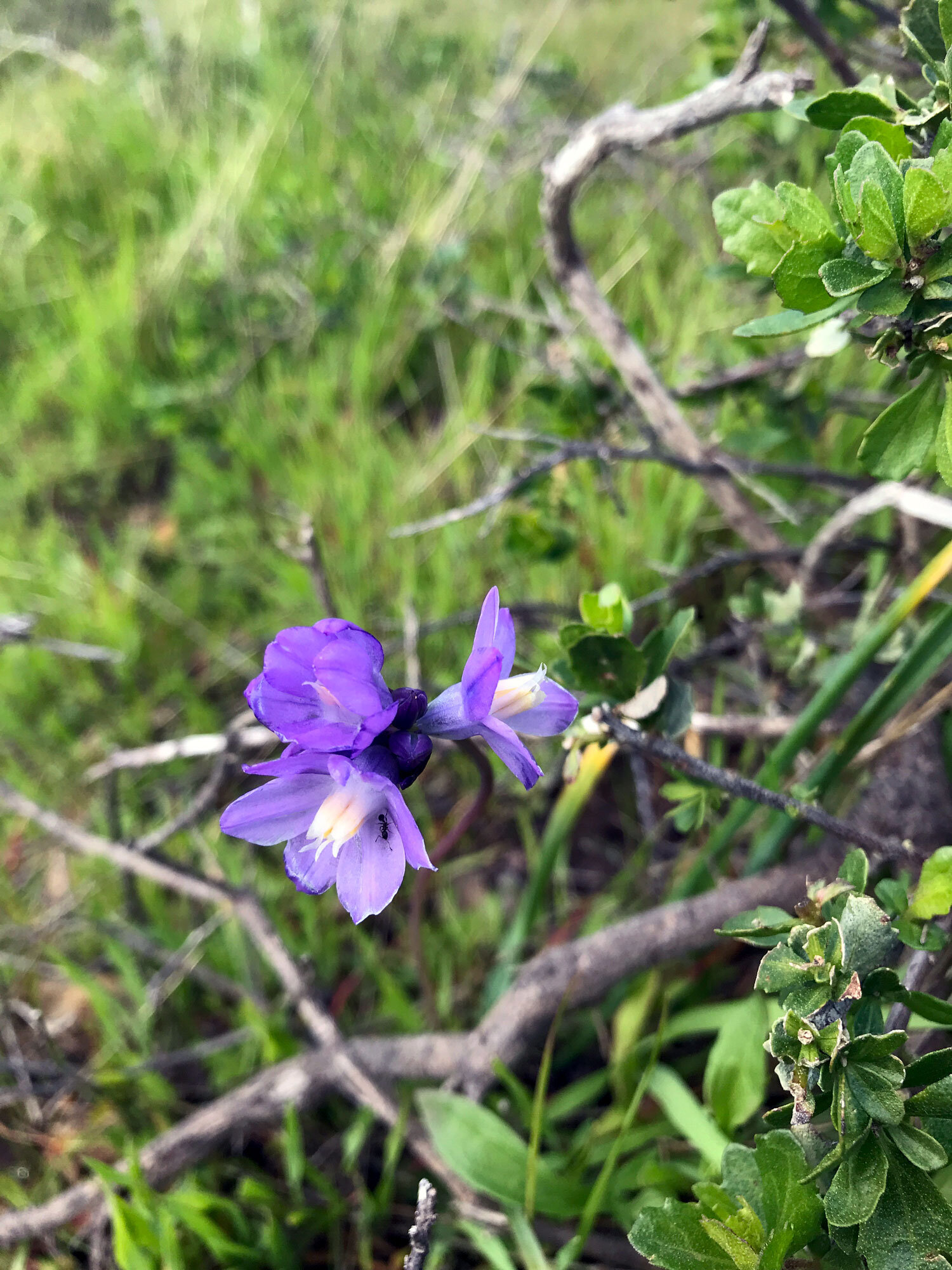 Blue Dicks (Dichelostemma capitatum)