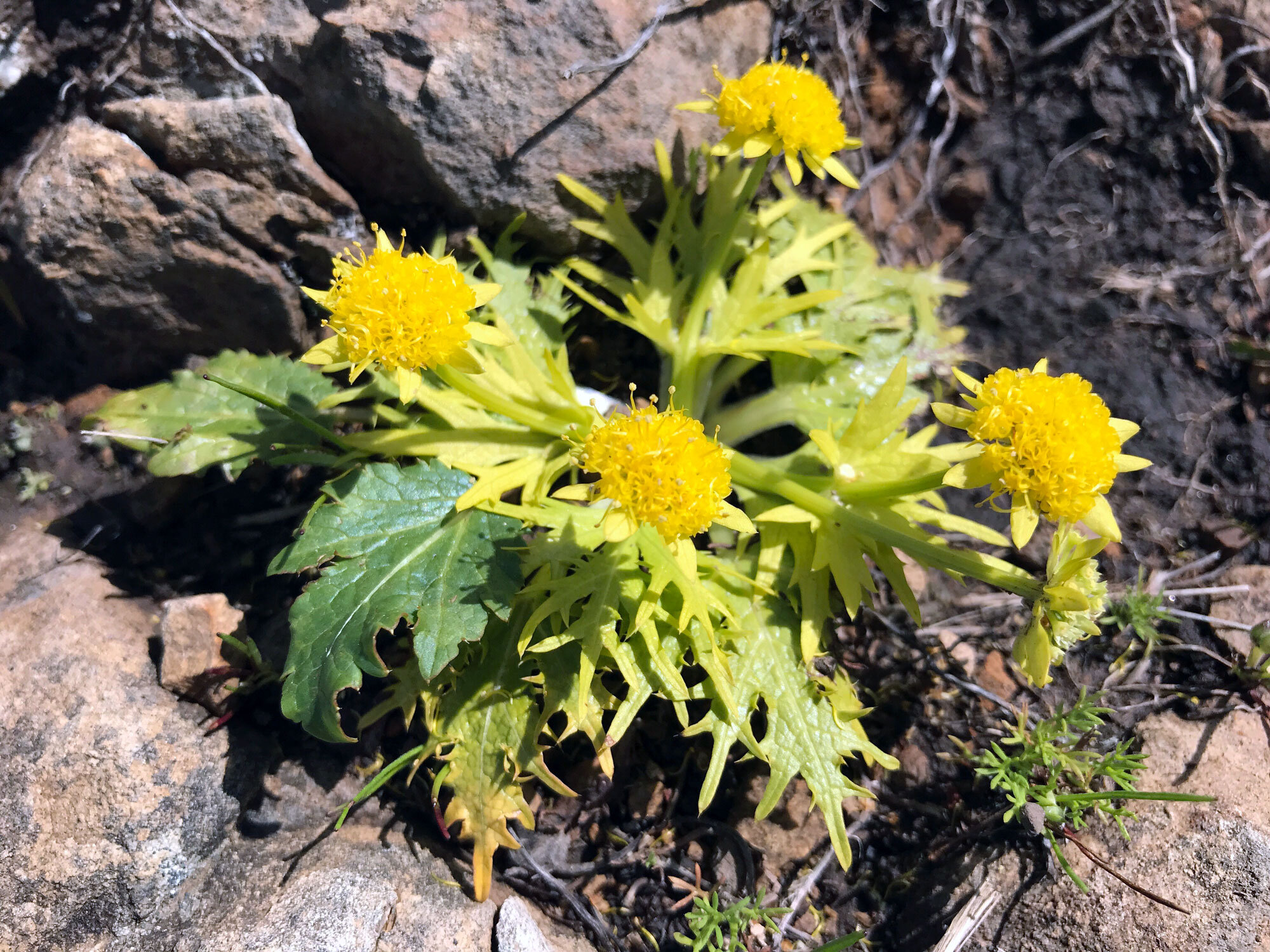  Footsteps of Spring (Sanicula arctopoides)