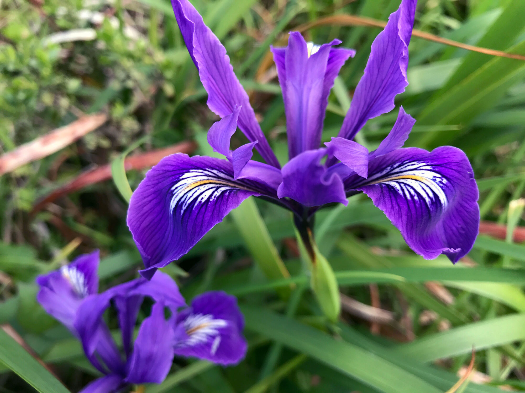 Douglas Iris (Iris douglasiana)