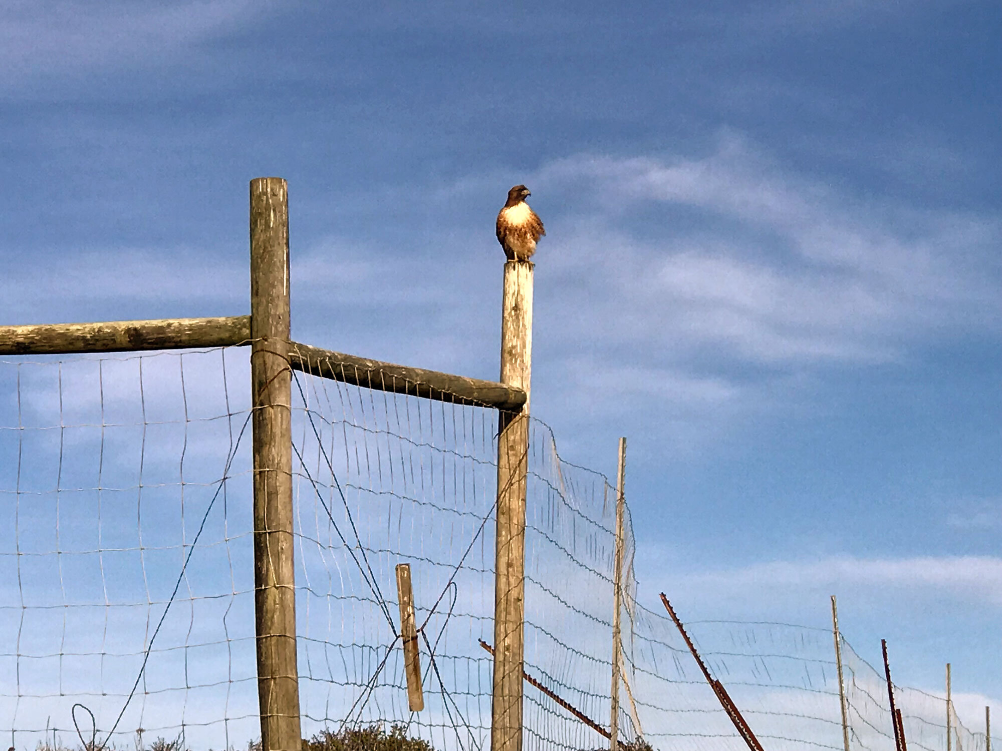 Red-tailed Hawk (Buteo jamaicensis)