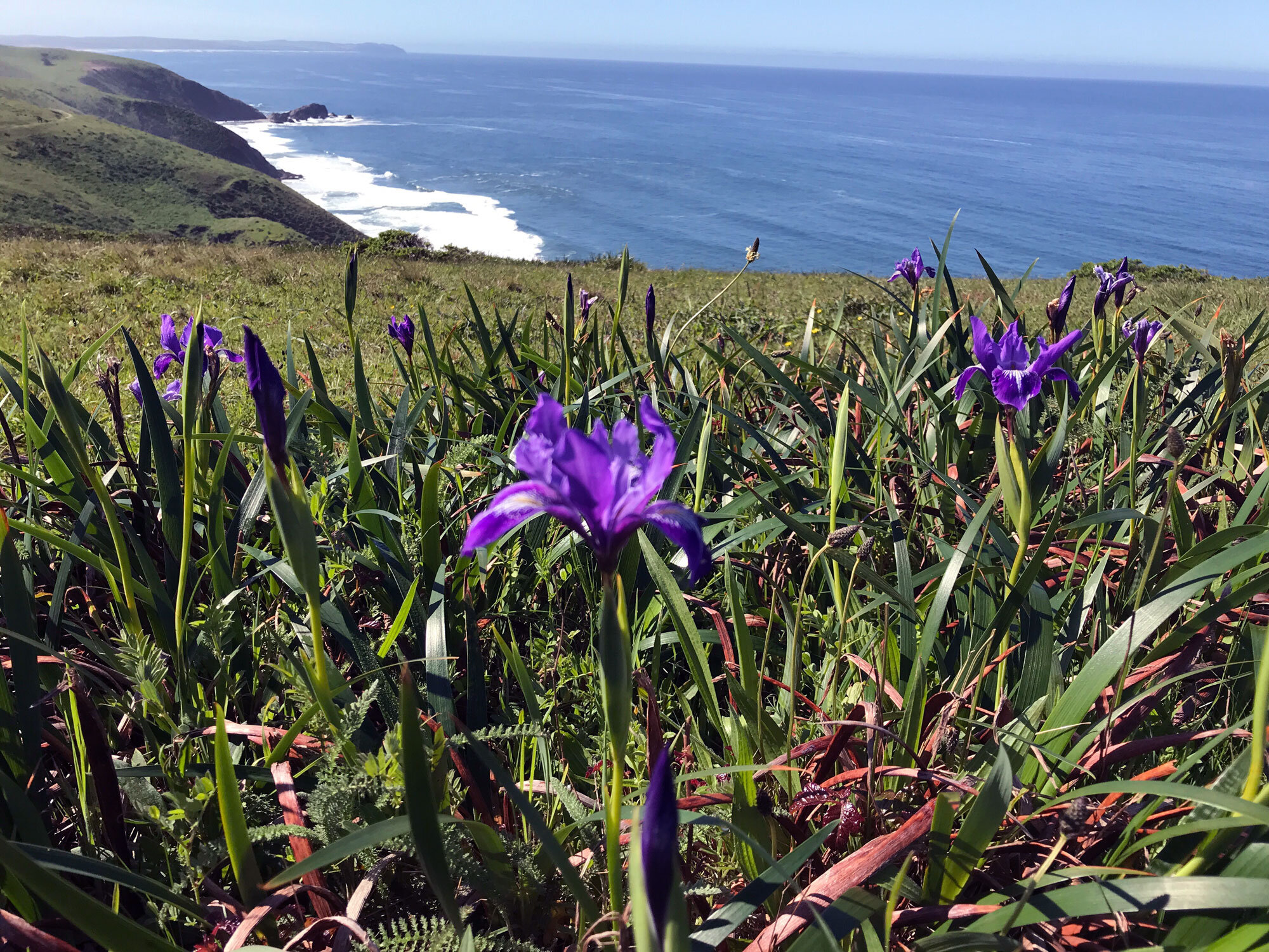 Douglas Iris (Iris douglasiana)