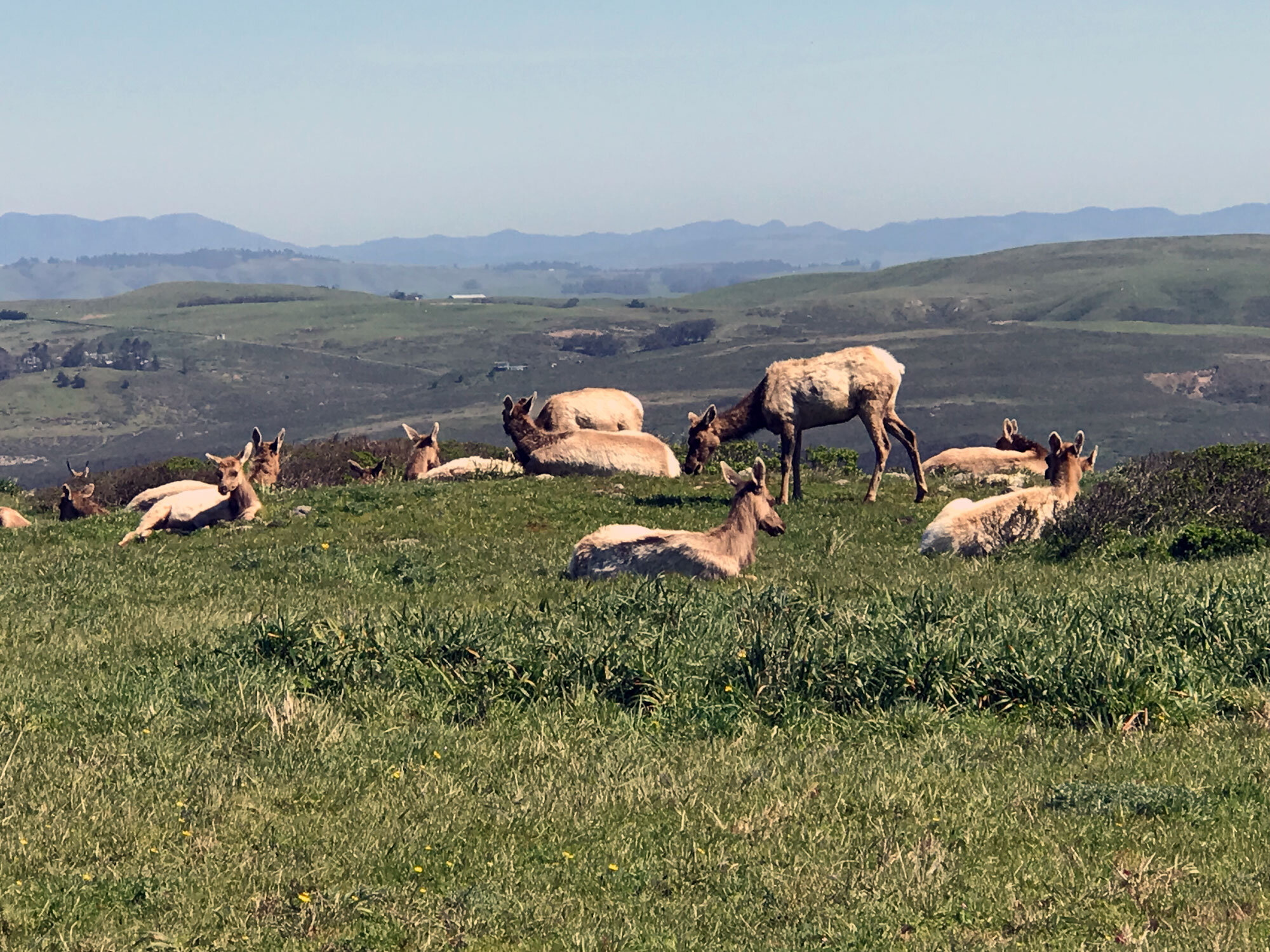 Tule Elk (Cervus canadensis ssp. nannodes)