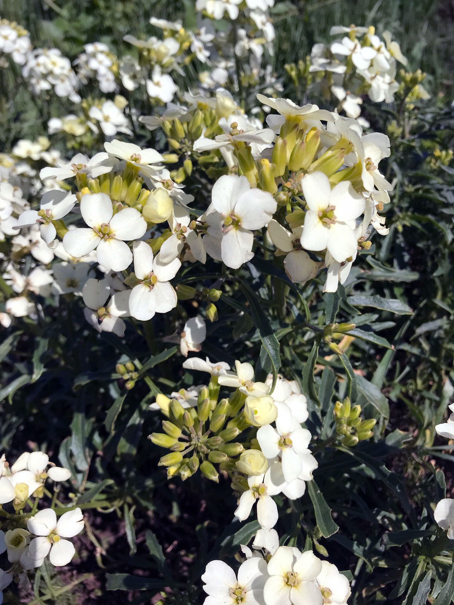 Wallflowers (Genus Erysimum)