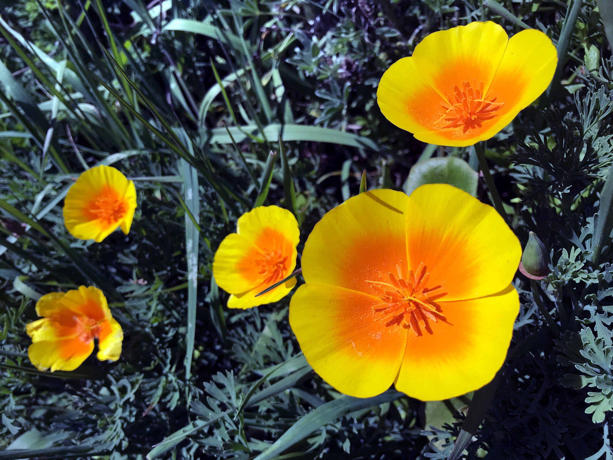  California Poppy (Eschscholzia californica)