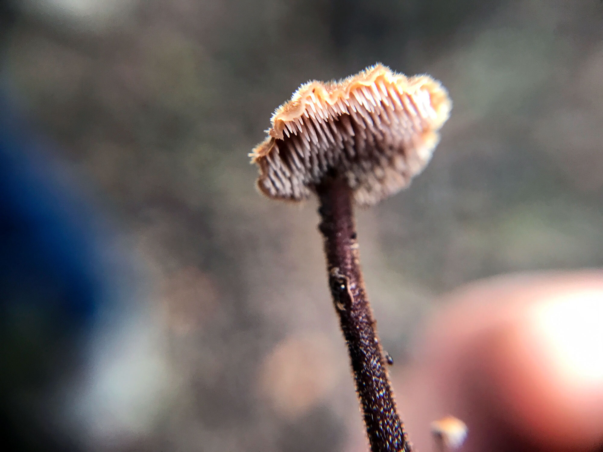 Earpick Fungus (Auriscalpium vulgare)