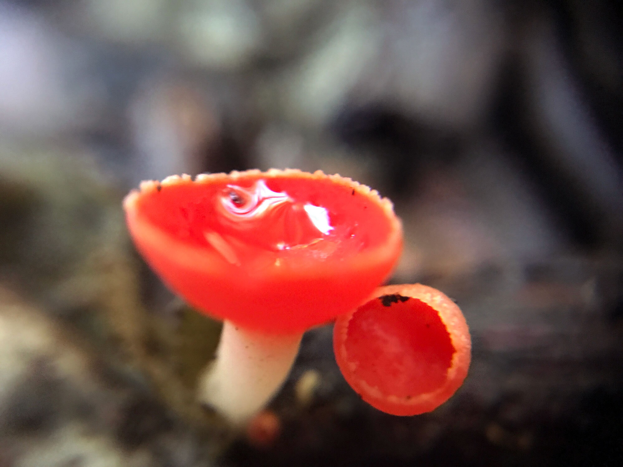 Scarlet Cup (Sarcoscypha coccinea)