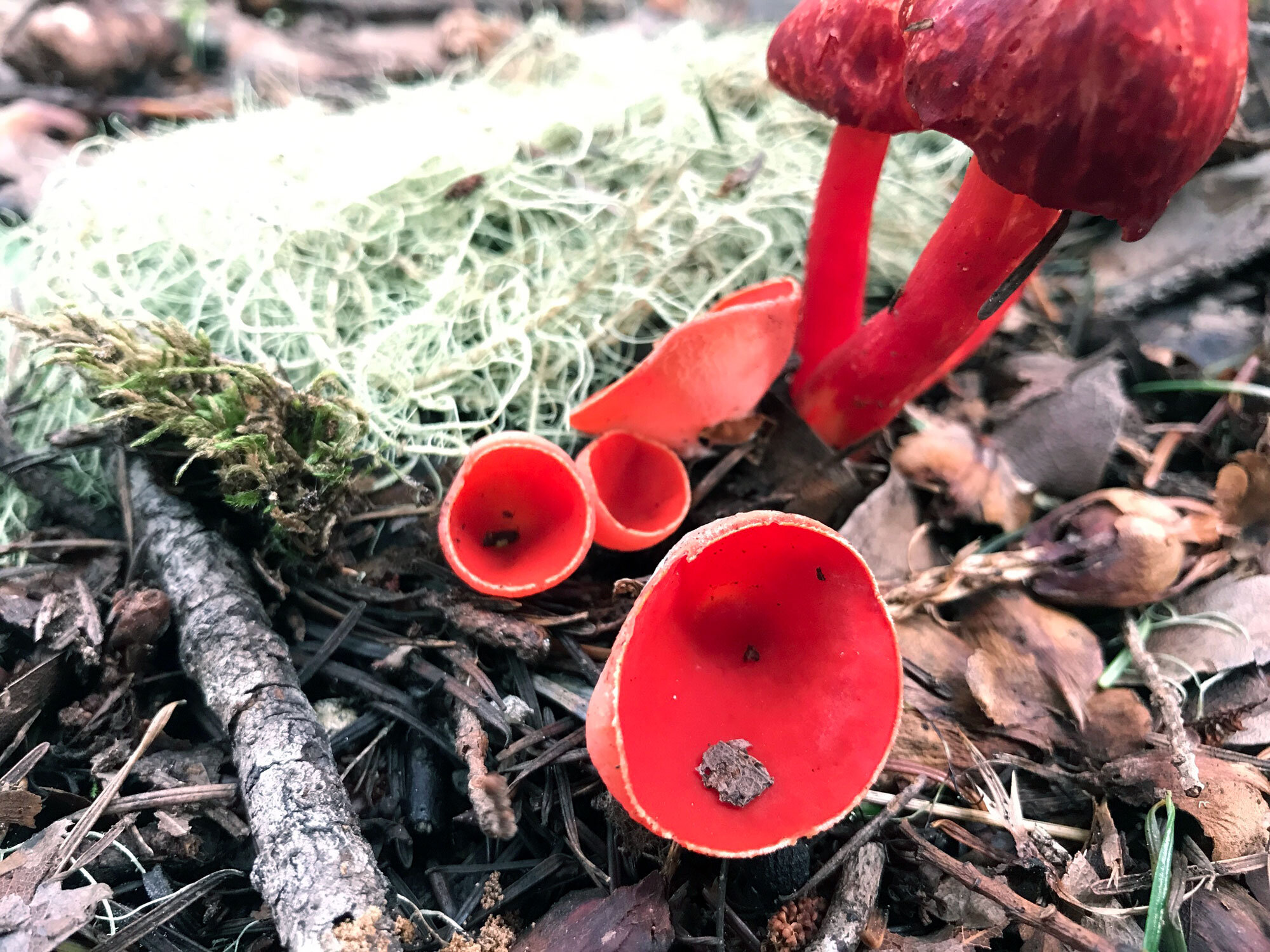 Scarlet Cup (Sarcoscypha coccinea) and Scarlet Waxy Cap (Hygrocybe coccinea)