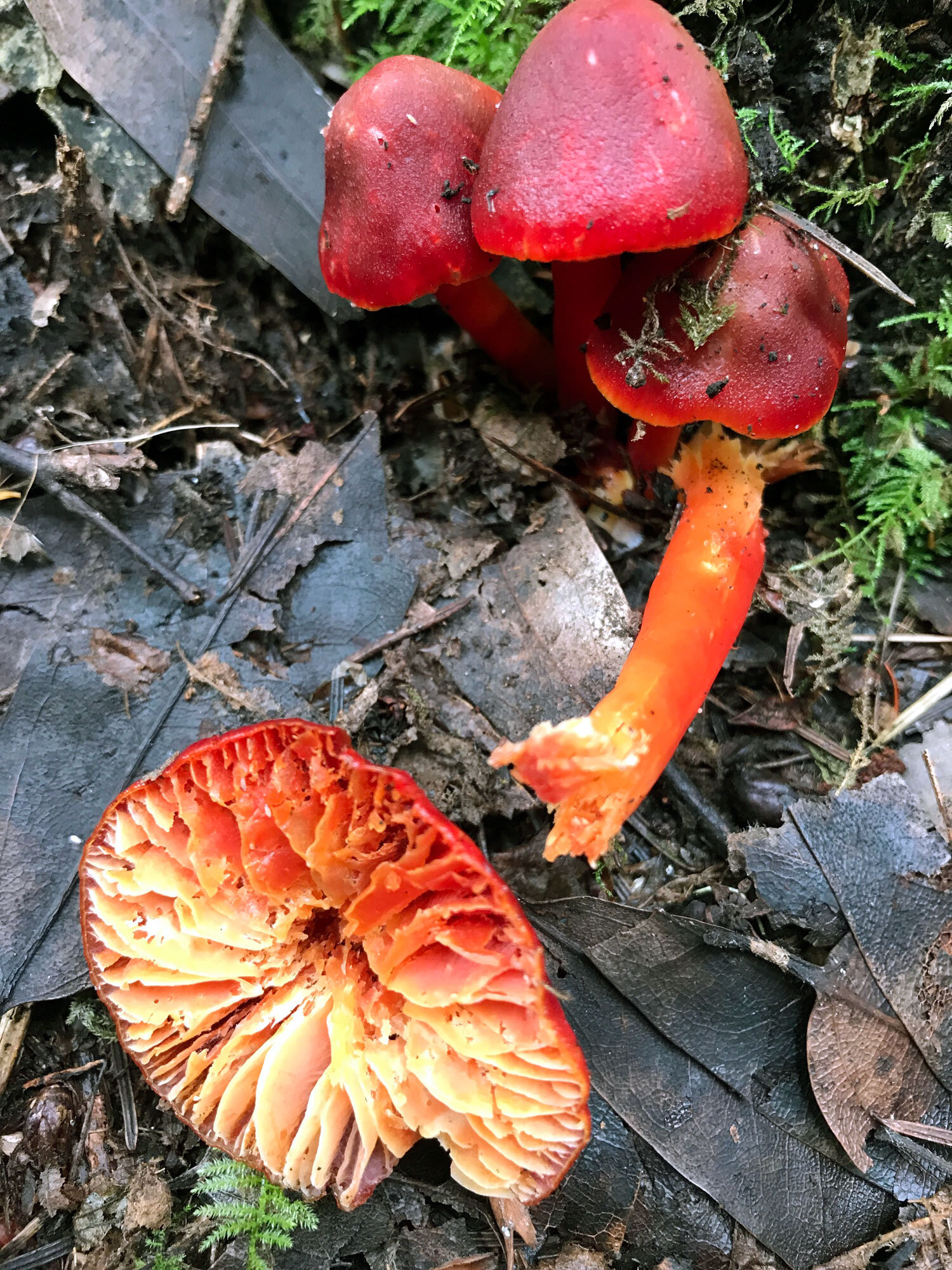 Scarlet Waxy Cap (Hygrocybe coccinea)