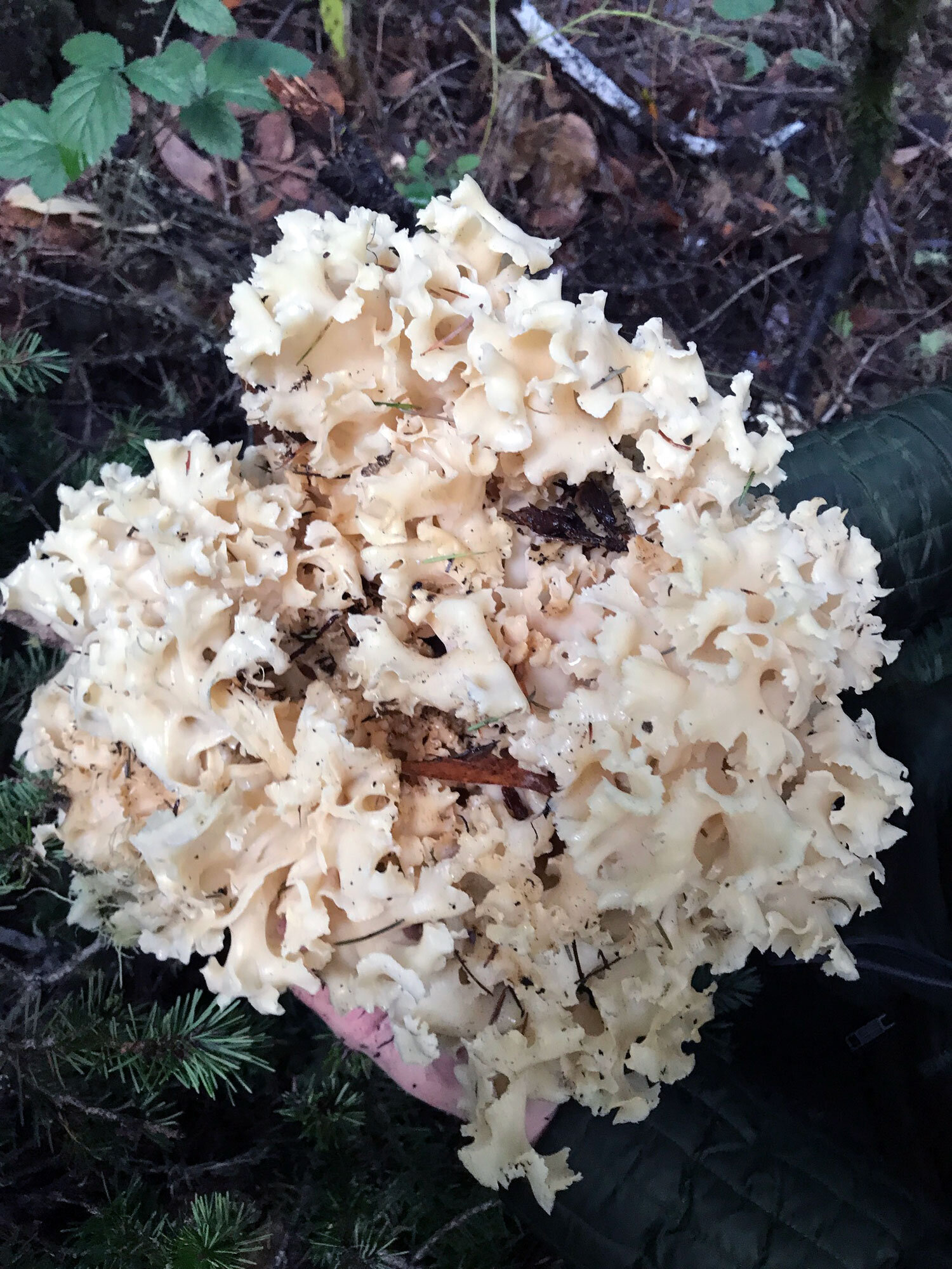 Western Cauliflower Mushroom (Sparassis radicata)