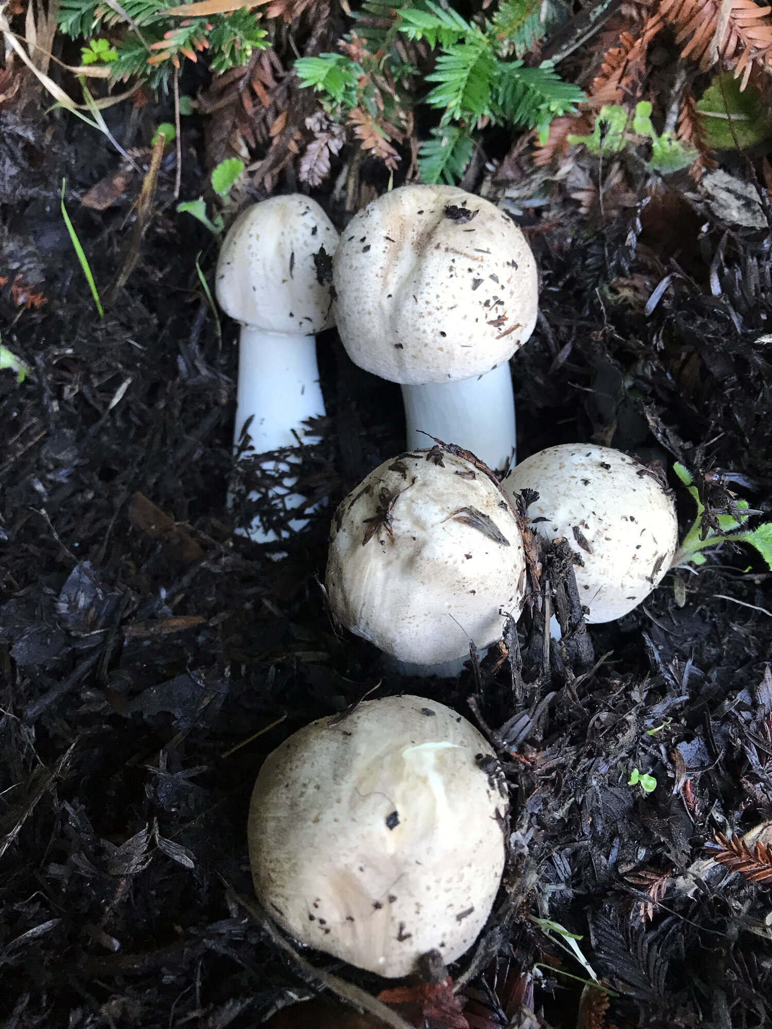 Field and Button Mushrooms (Genus Agaricus)