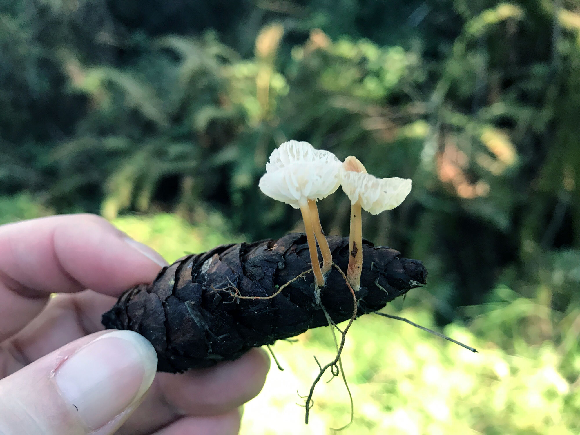 Fir-Cone Mushroom (Strobilurus trullisatus)