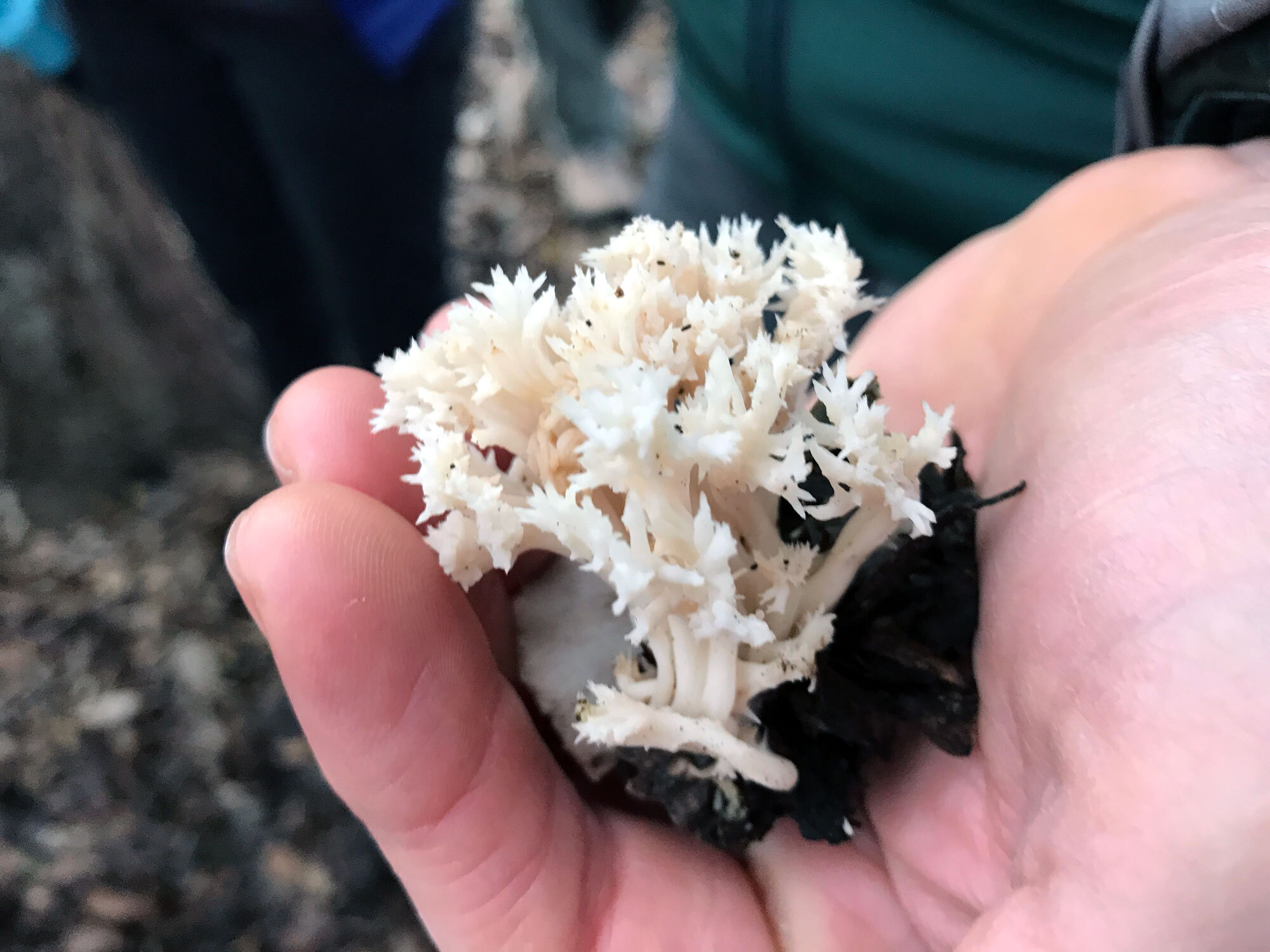 White Coral Fungus (Clavulina coralloides)