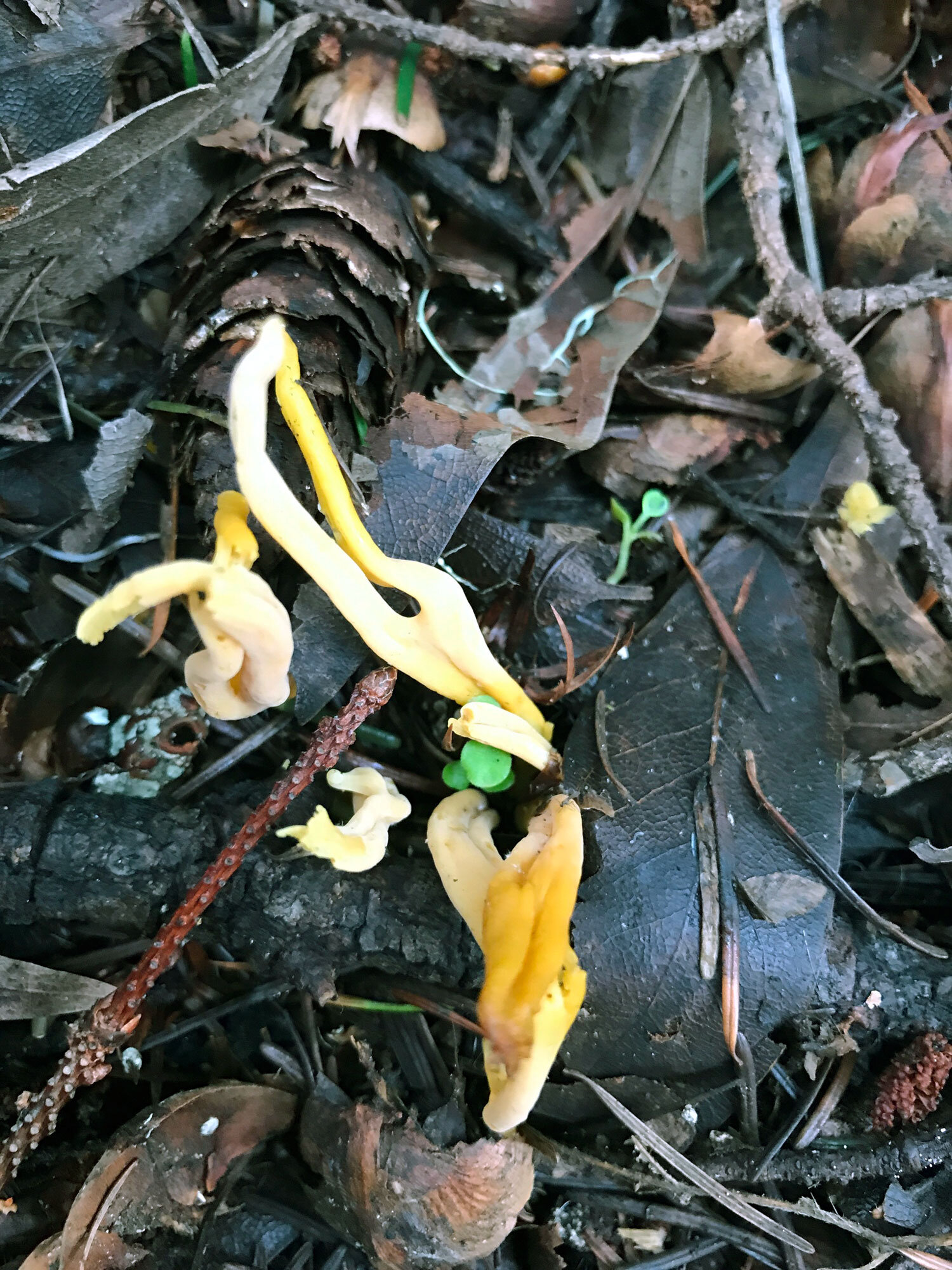 Golden Spindles (Clavulinopsis fusiformis)