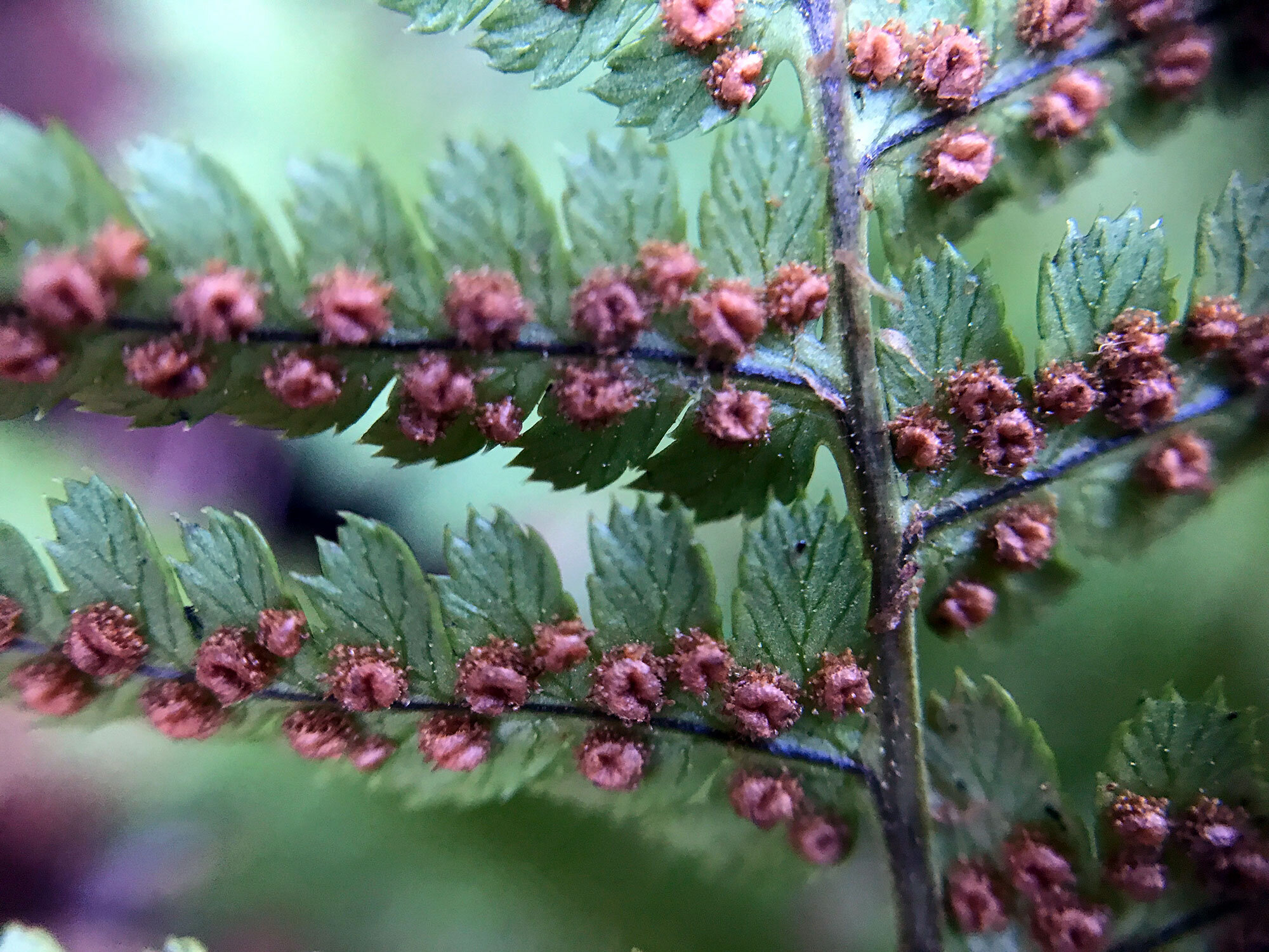 Coastal Woodfern (Dryopteris arguta)