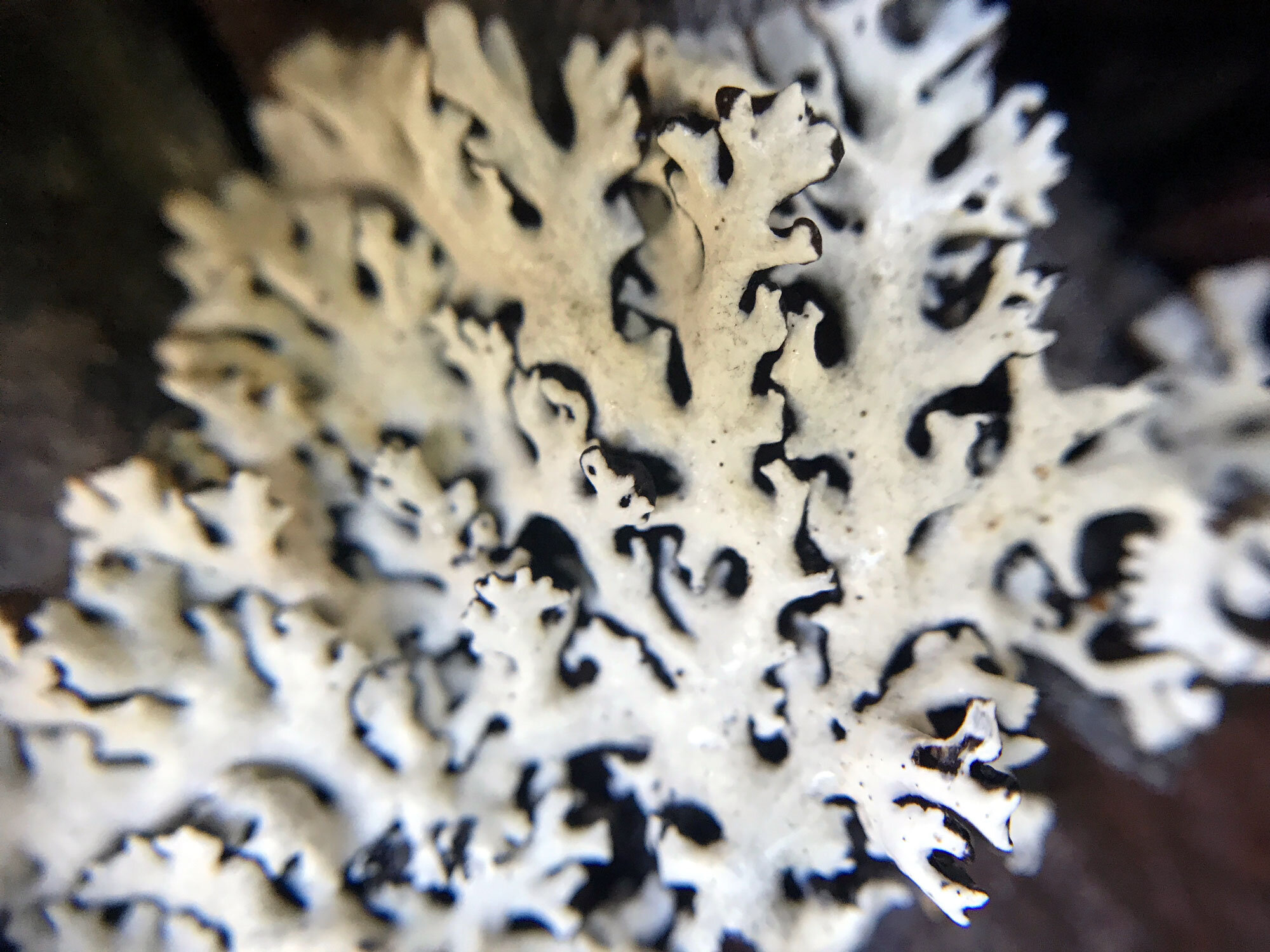 Hooded Tube Lichen (Hypogymnia physodes)