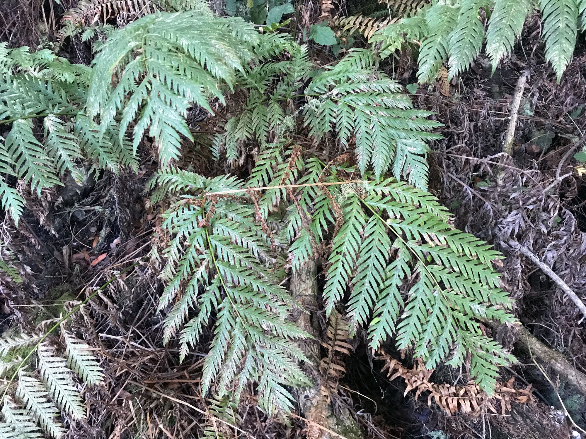 Giant Chain Fern (Woodwardia fimbriate)