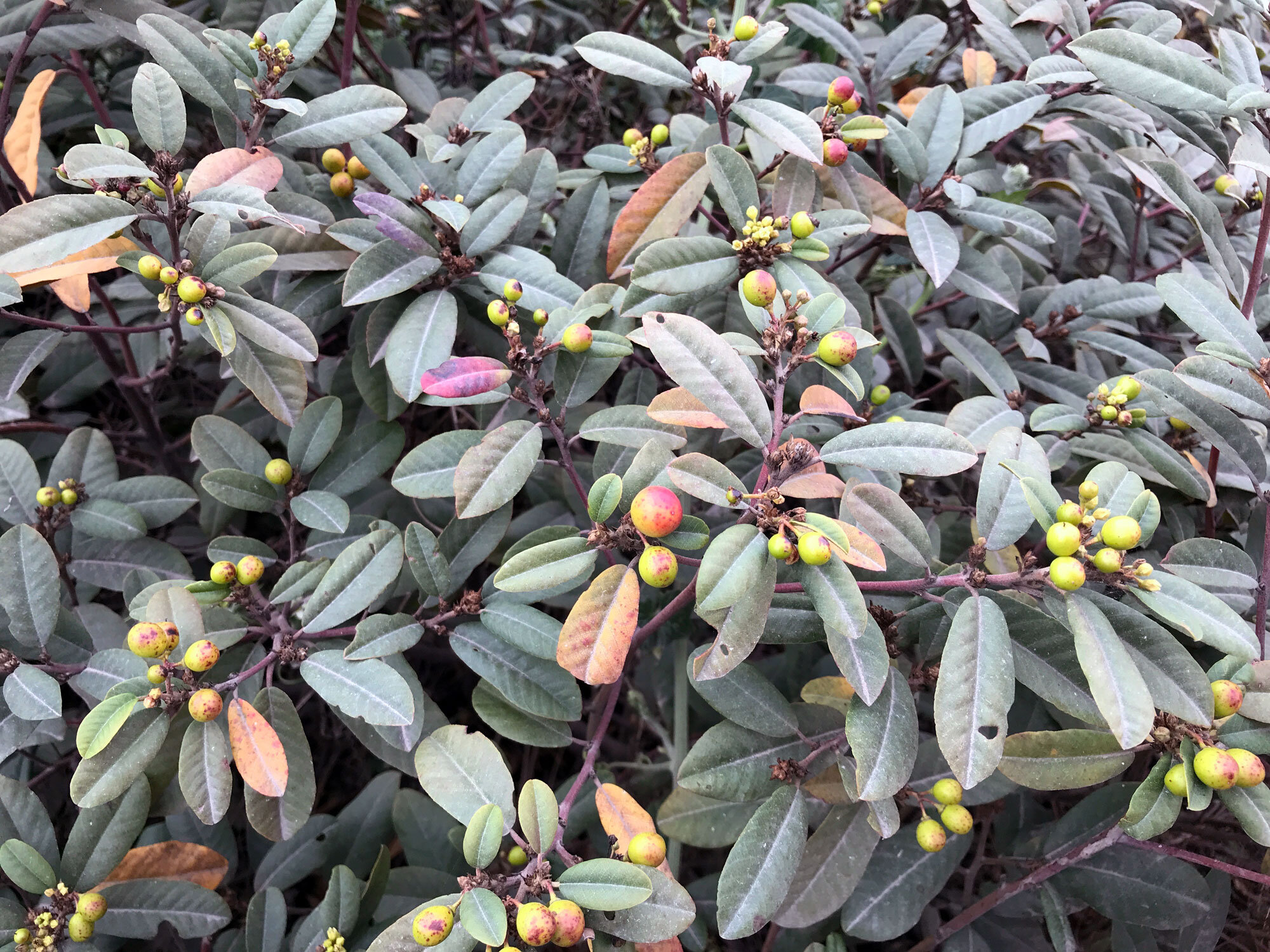 Coffeeberry (Frangula californica)